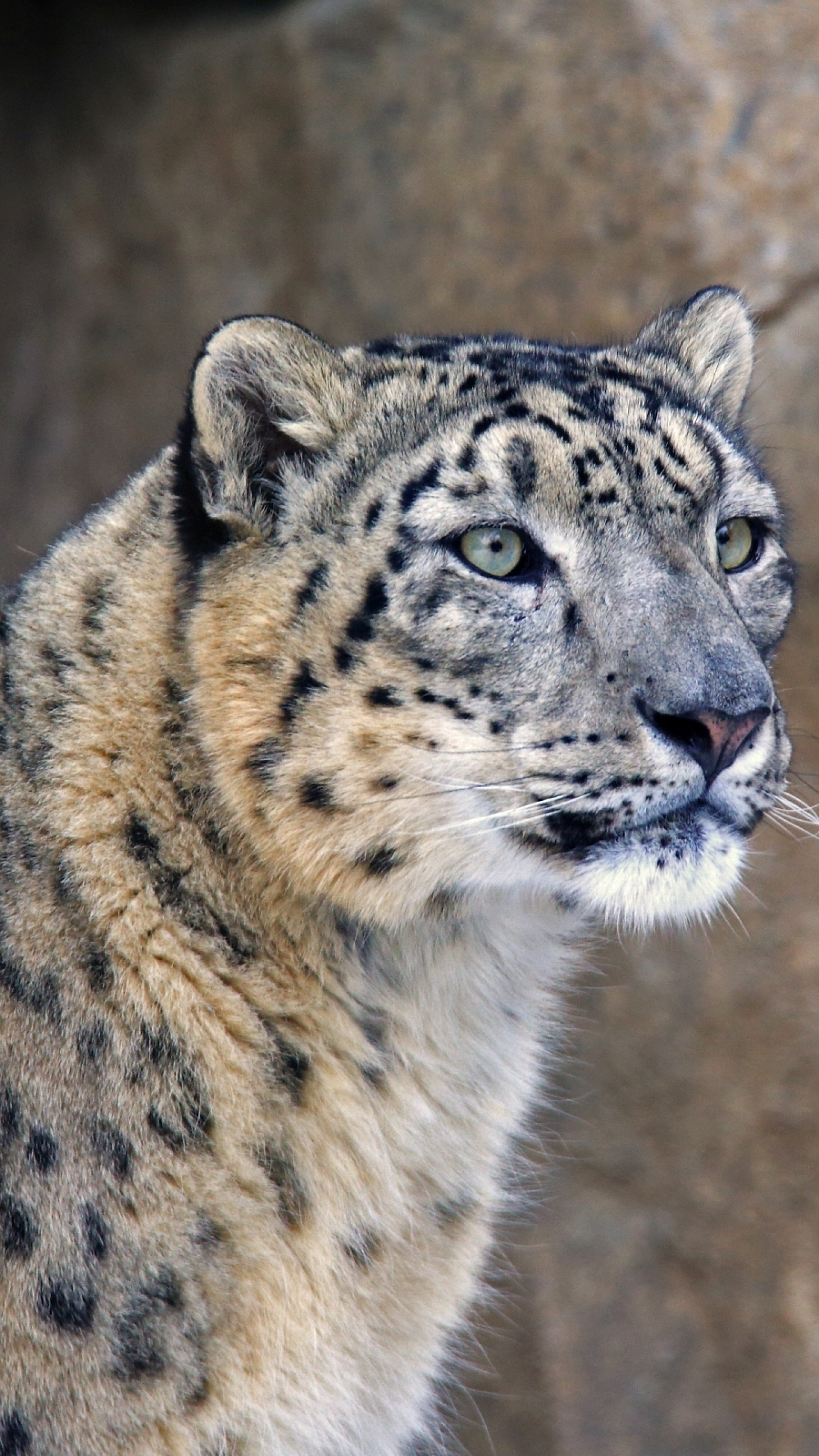 1440x2560 Preview wallpaper snow leopard, muzzle, predator 