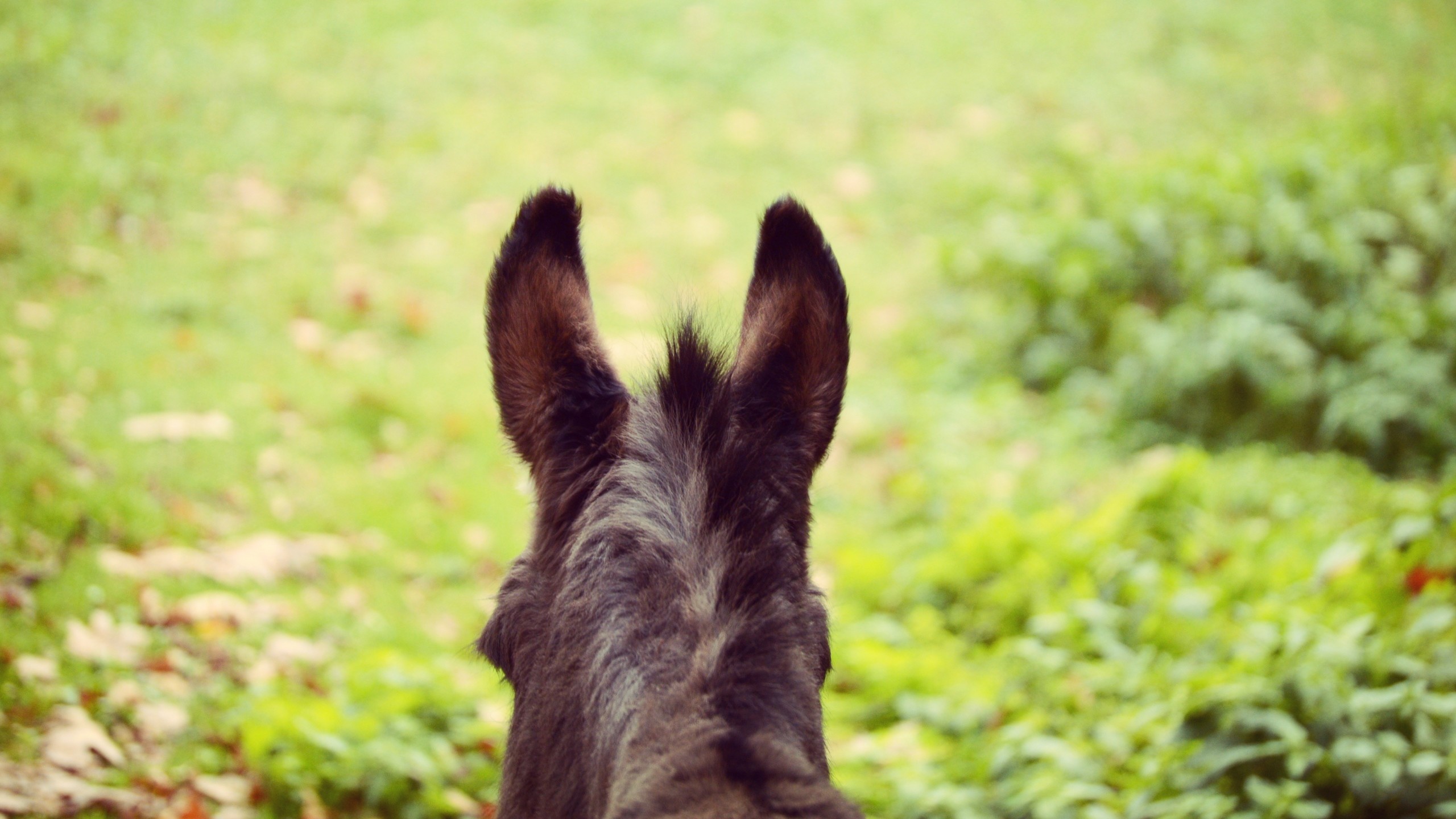 2560x1440  Wallpaper donkey, ears, blur, wool