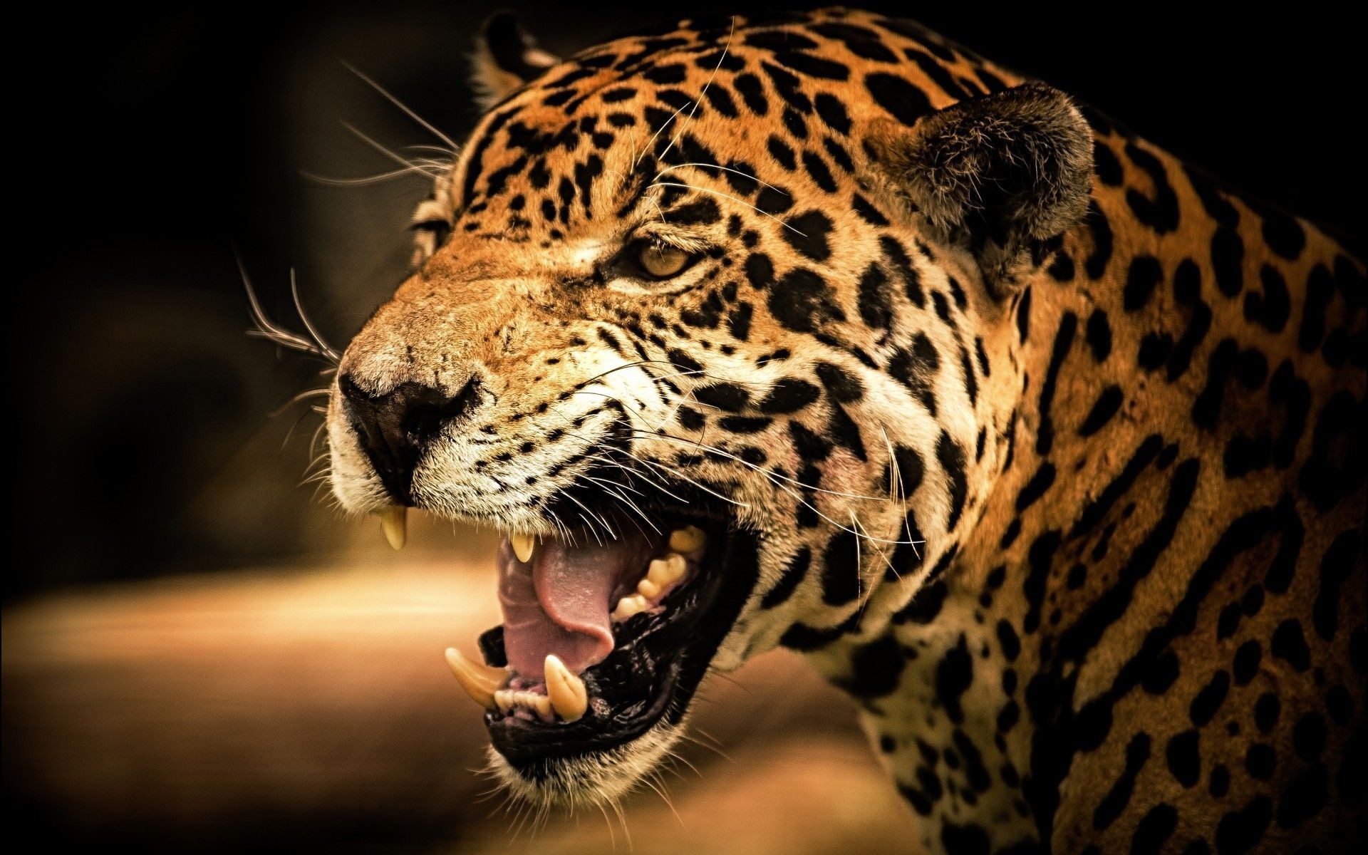 1920x1200 Cheetah-HD-Backgrounds-Page-1920Ã1080-Cheetah-Images-