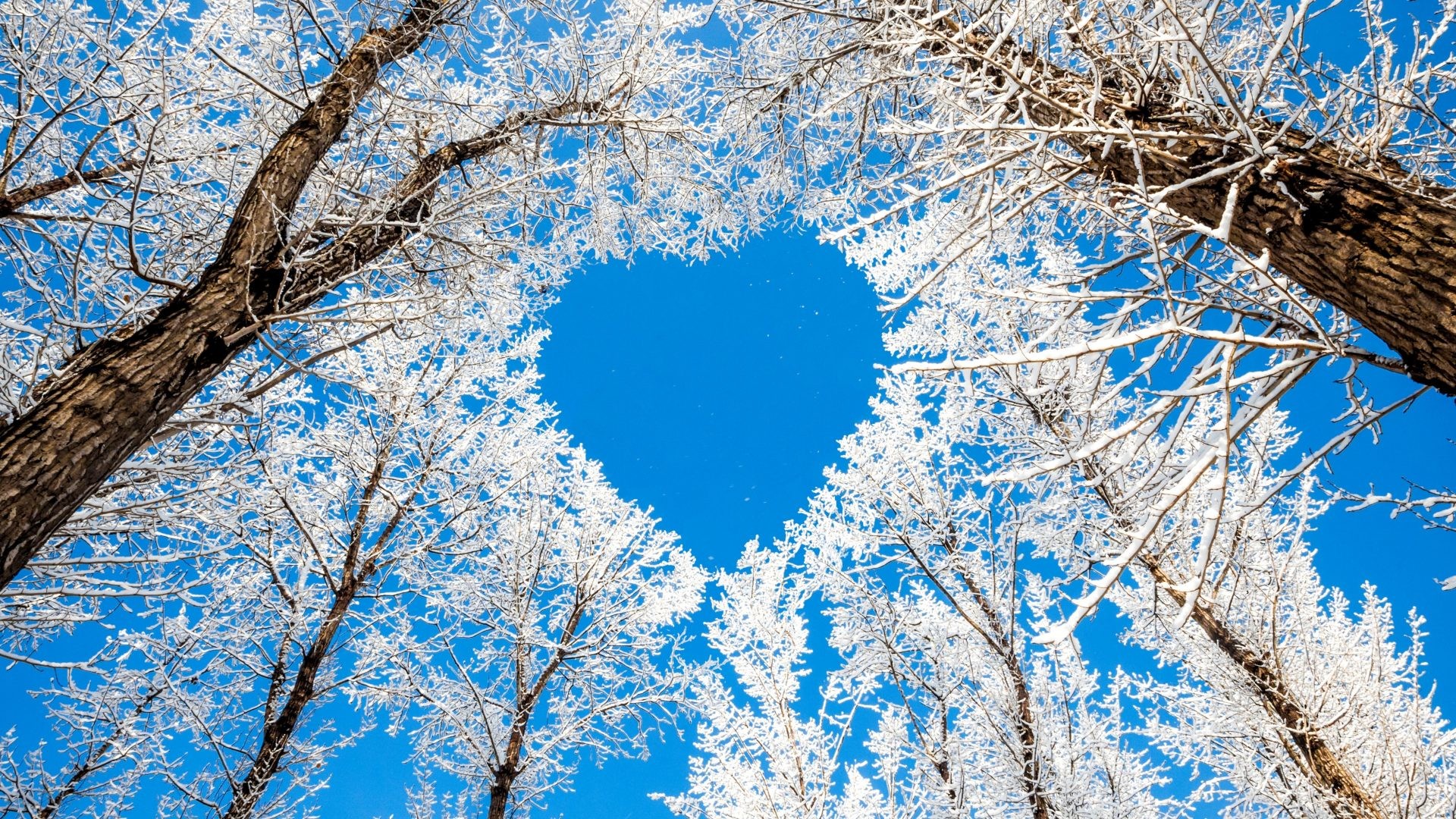 1920x1080 Trees Tree Nature Snow Heart Sky Winter Branches Love Awesome Hd Images.