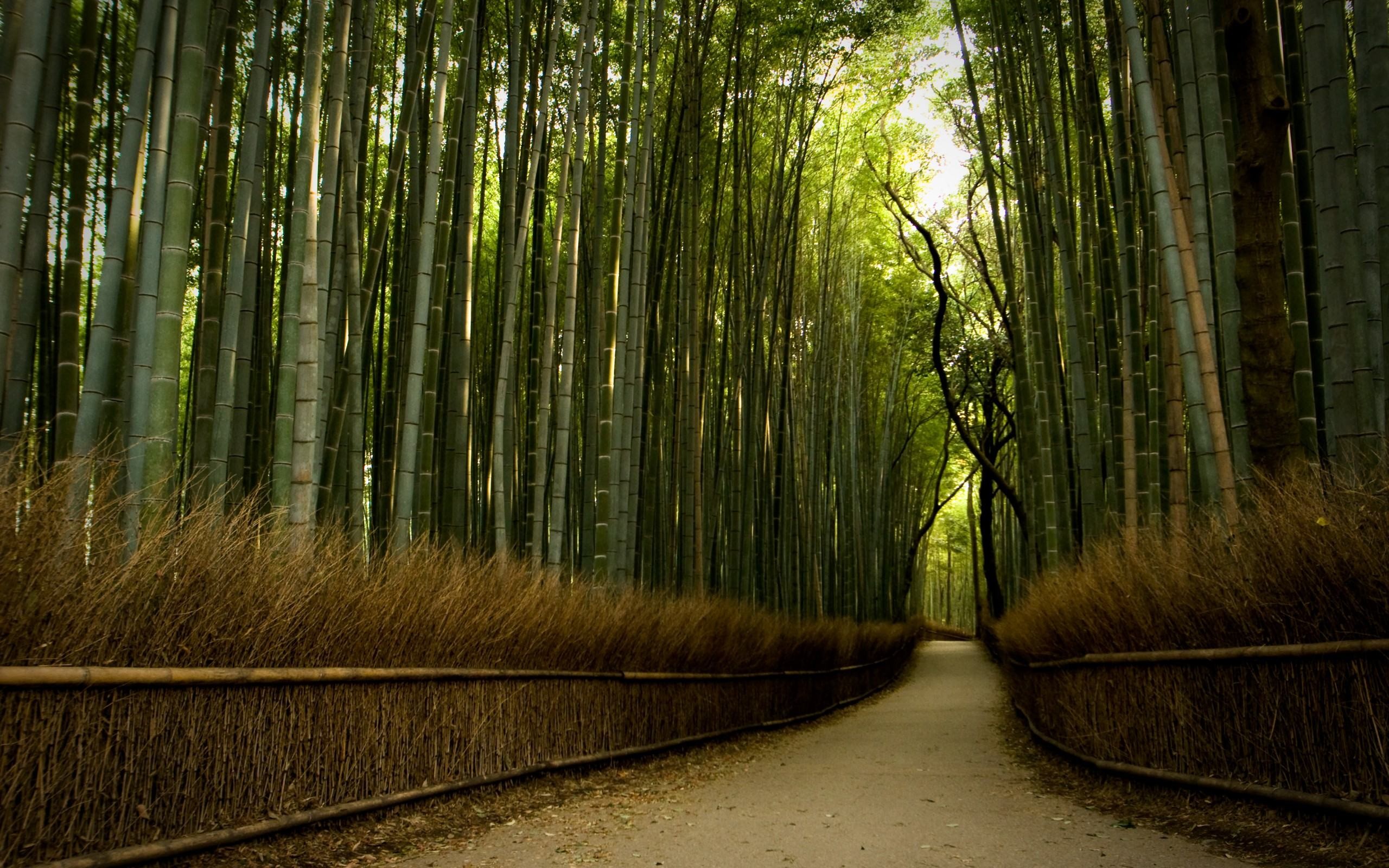 2560x1600 Bamboo Forest wallpaper - High Definition wallpapers free for Computer