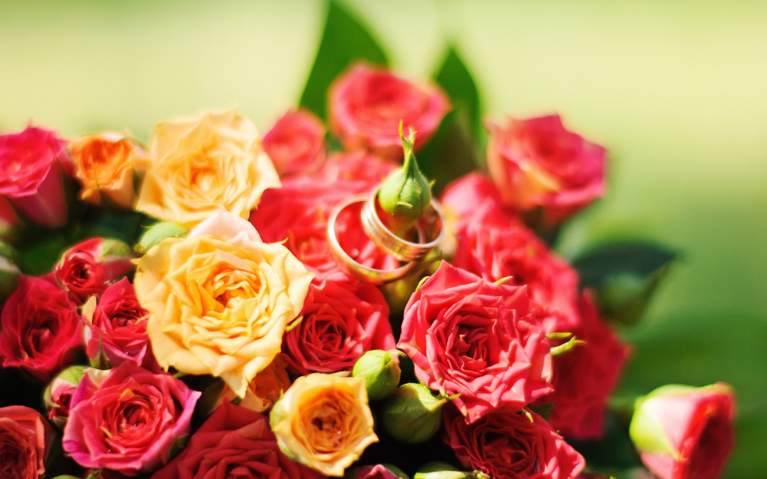 2560x1600 Red and Yellow Rose Flowers Wallpaper