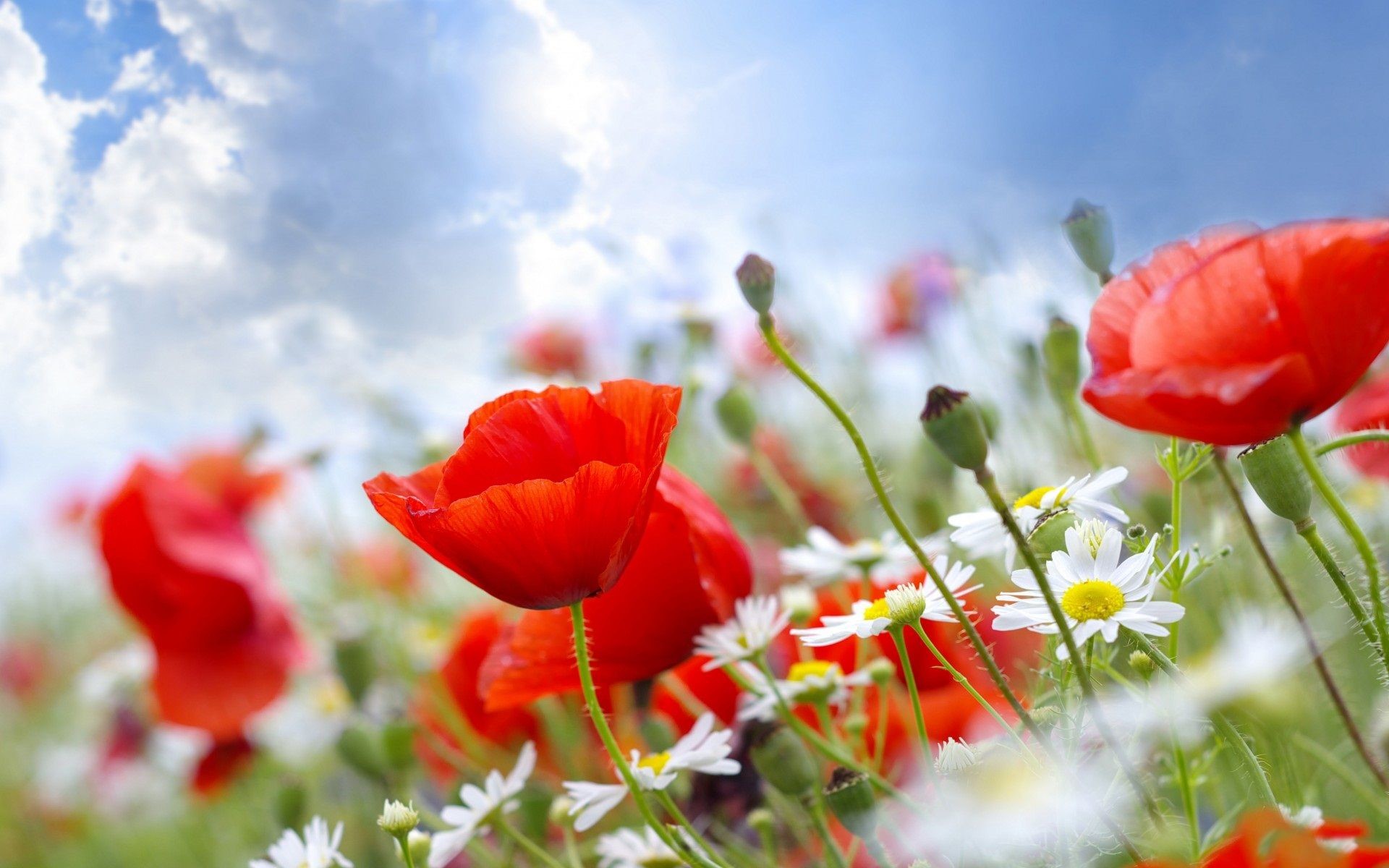 1920x1200 Summer Flowers Wallpapers | Pictures