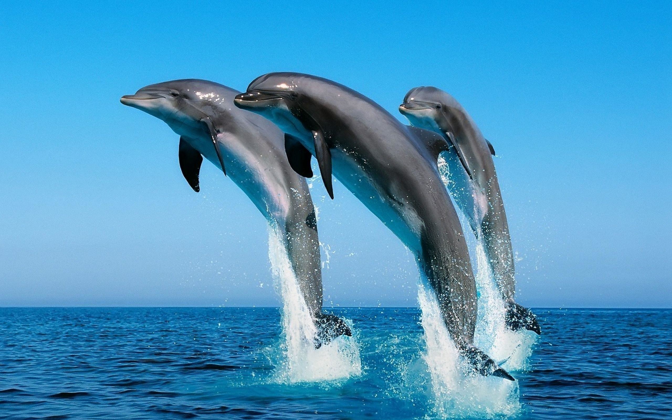 2560x1600 Dolphin | Wallpapers HD free Download