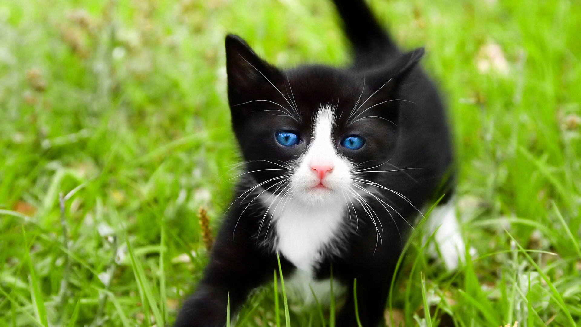 1920x1080 Cats And Kittens Black And White