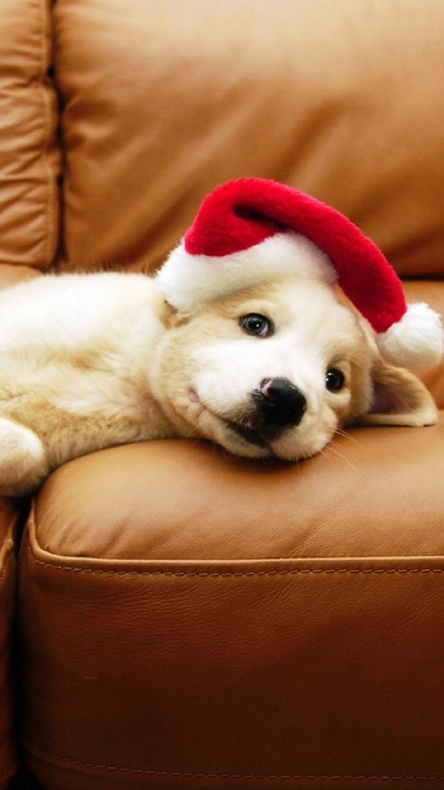 1440x2560 Christmas Puppy LG G3 Wallpapers