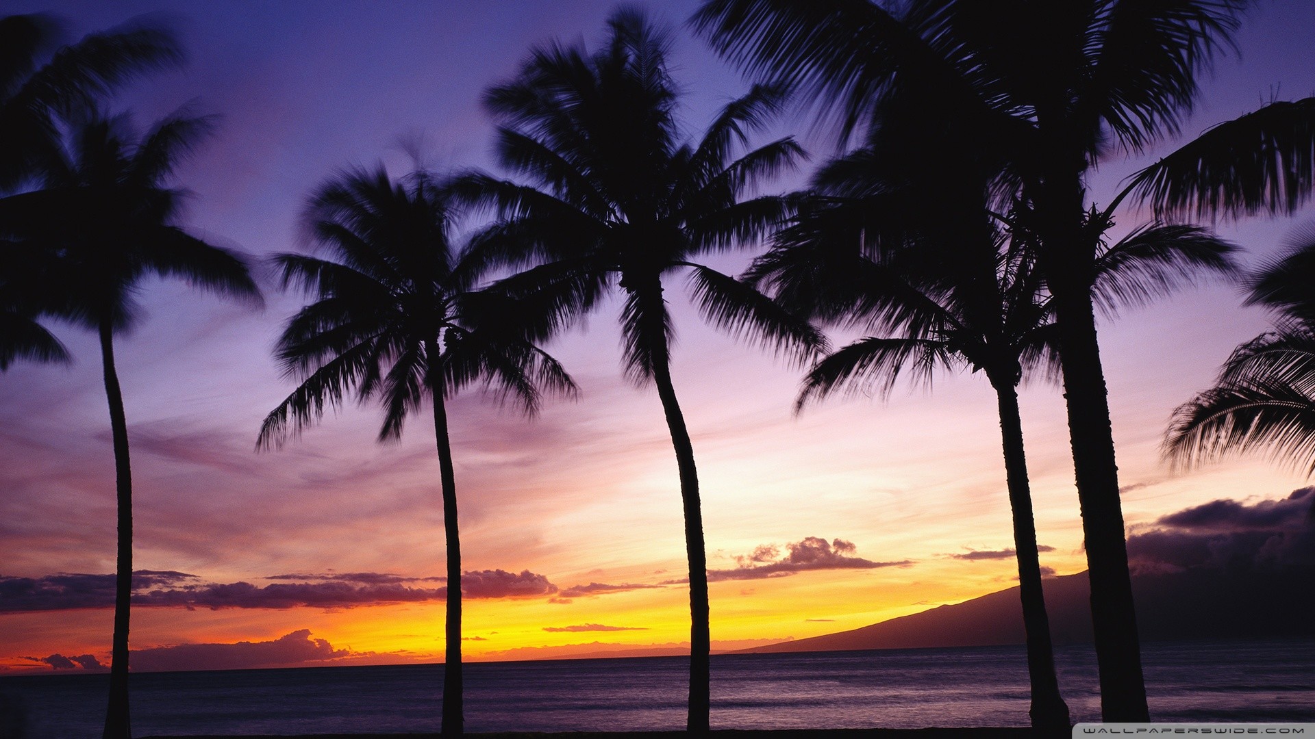 1920x1080 Beach Sunset With Palm Trees Wallpaper Free Desktop