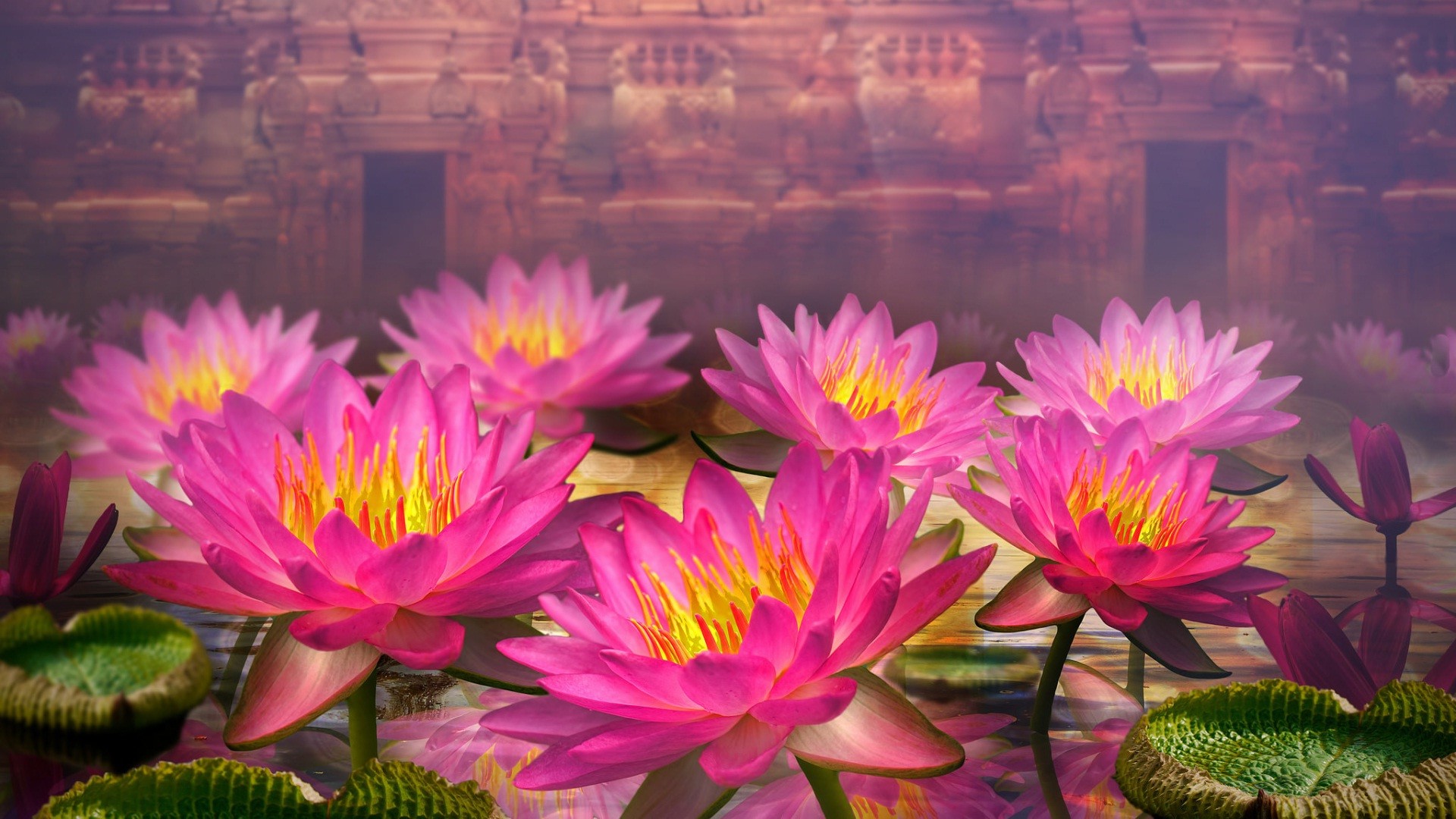 Lotus Flower Wallpaper 72 Images 