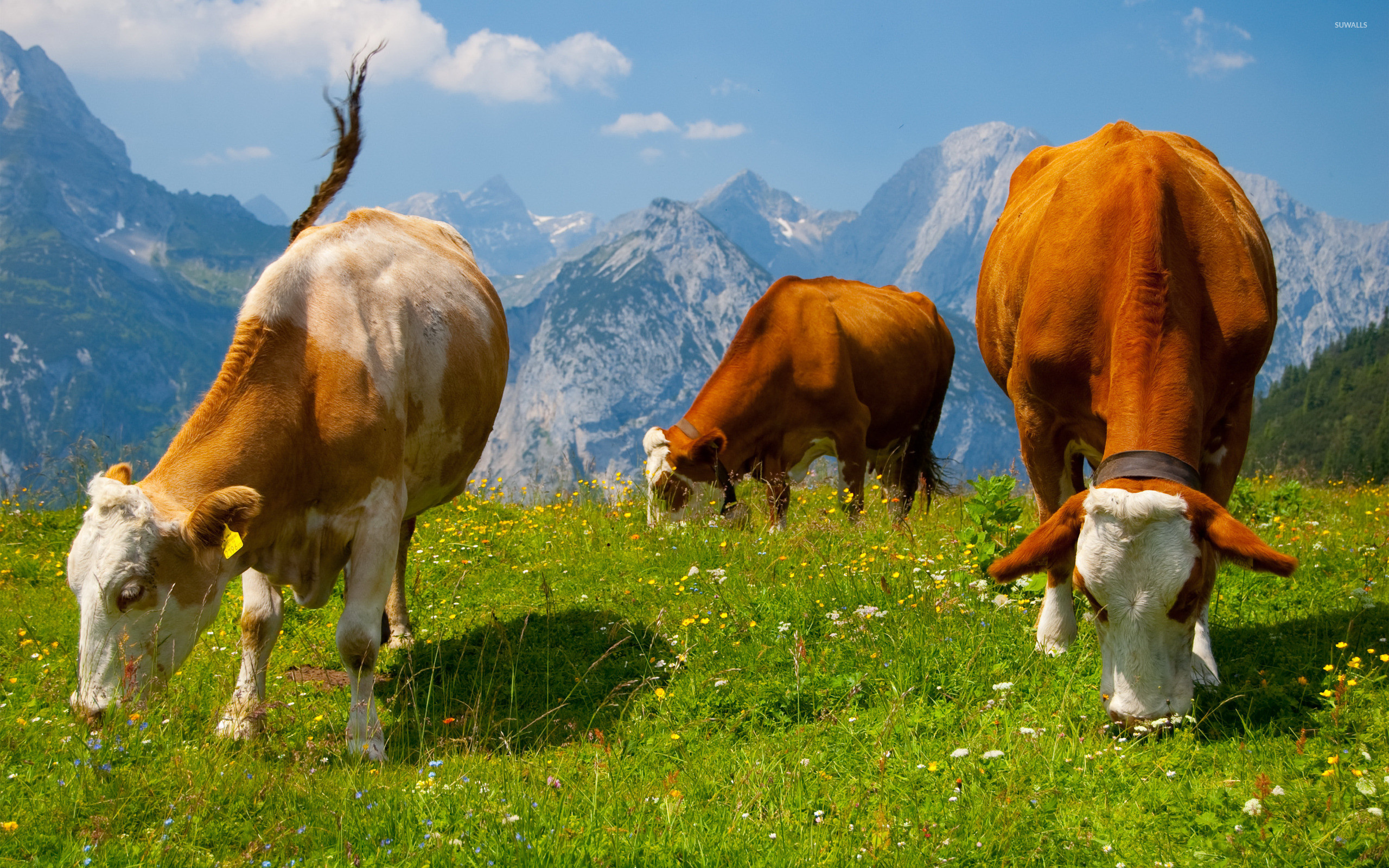 2560x1600 Cows in the Alps wallpaper