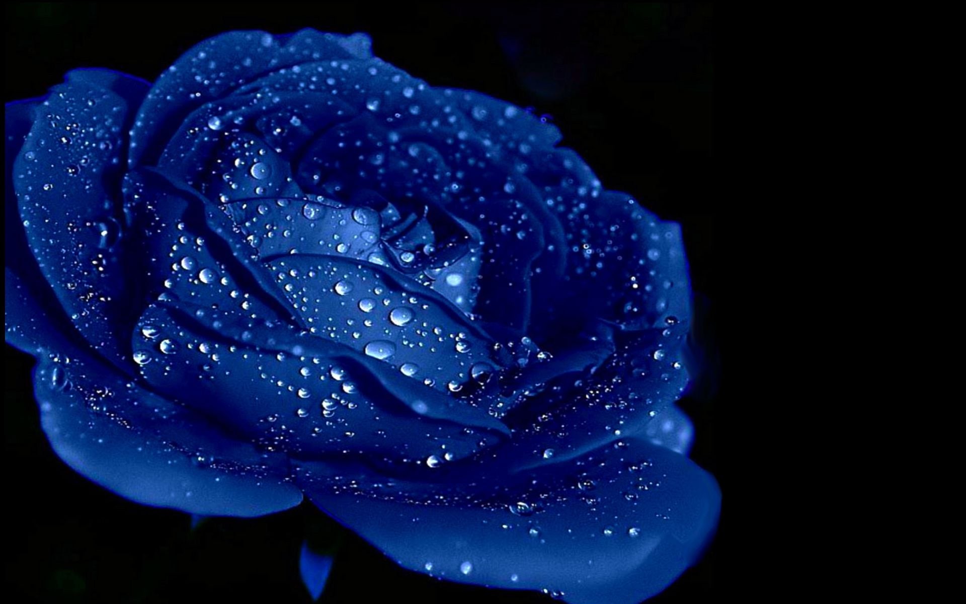 1920x1200 Blue rose