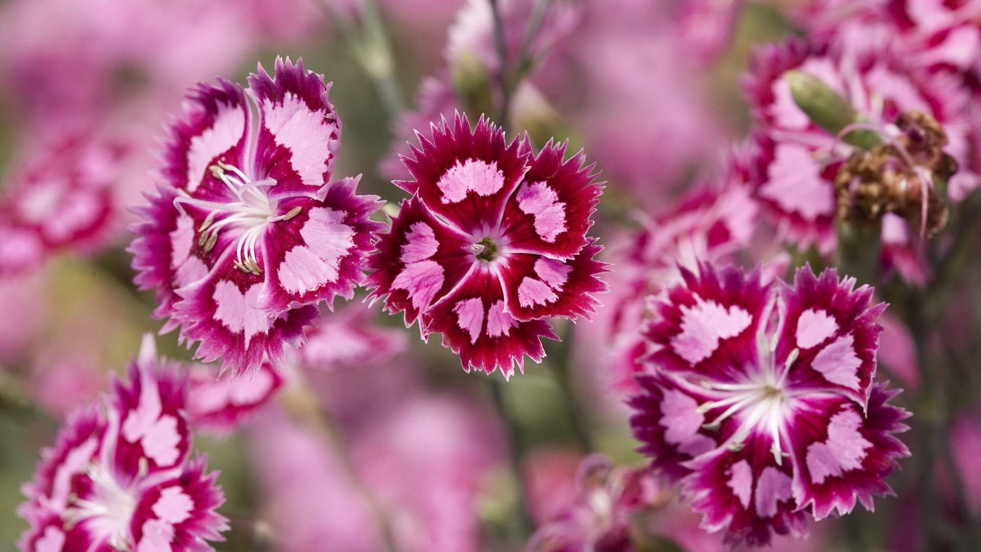 1920x1080 Beautiful pink flower images