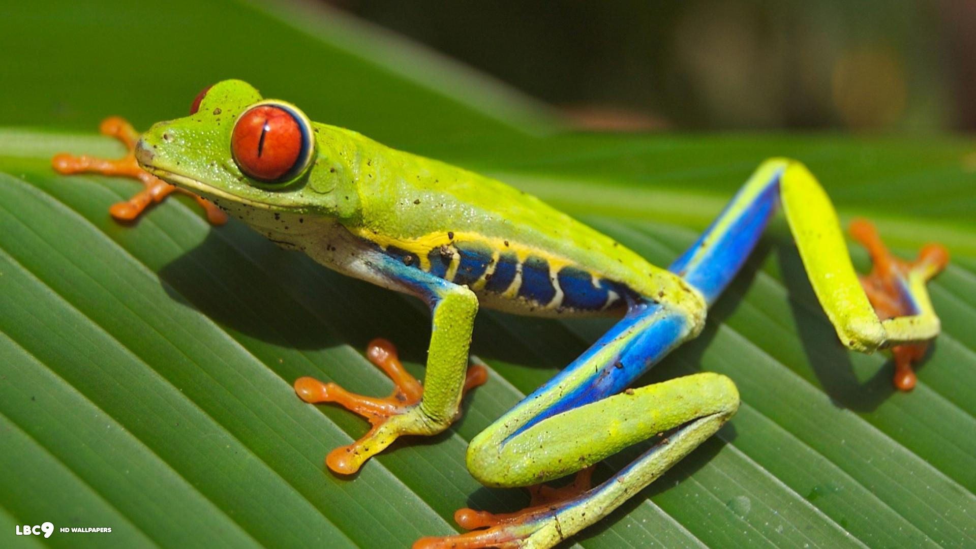 1920x1080 red eyed tree frog wallpaper 1080p