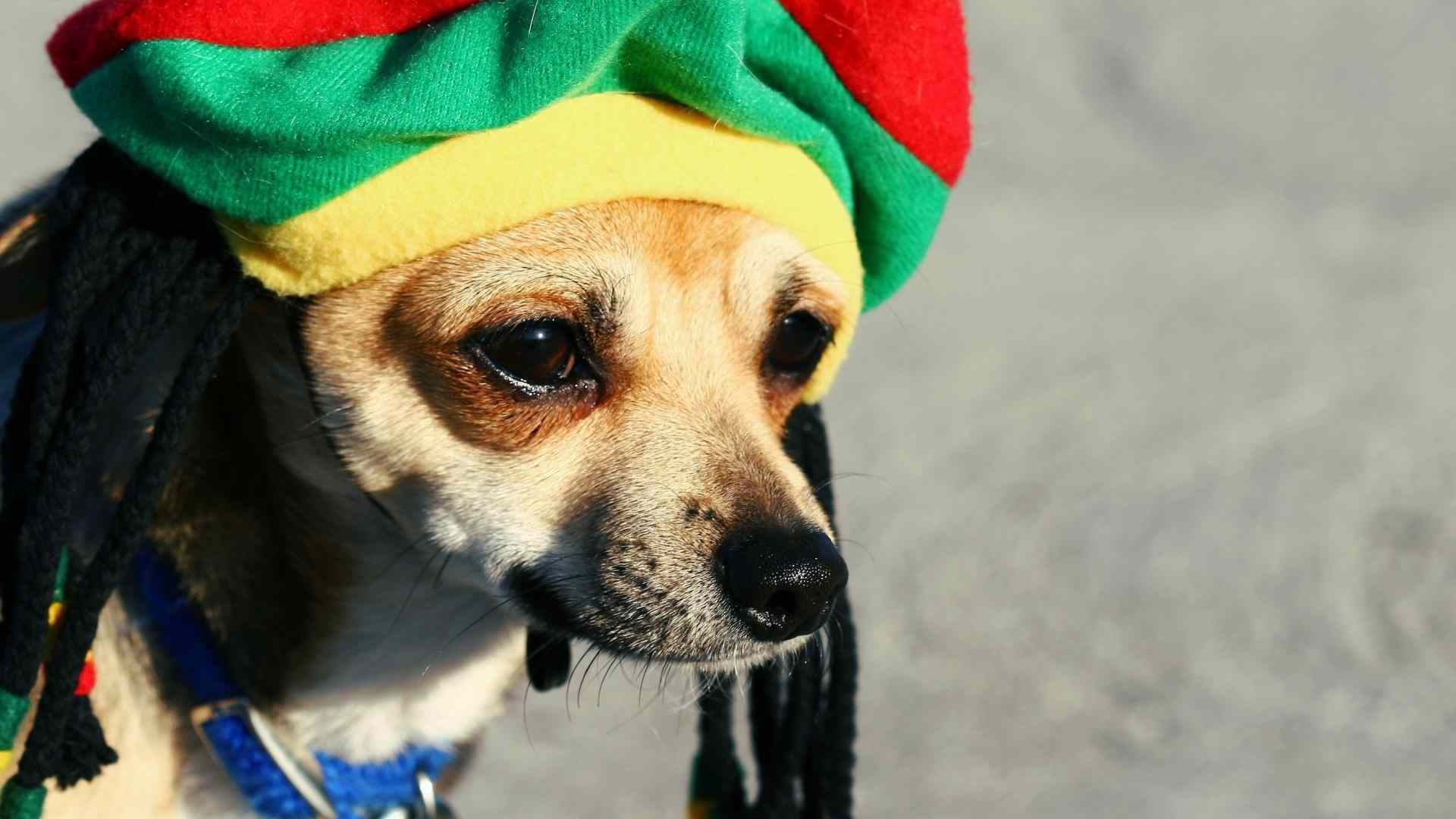 1920x1080 desktop chihuahua puppy images funny wallpaper
