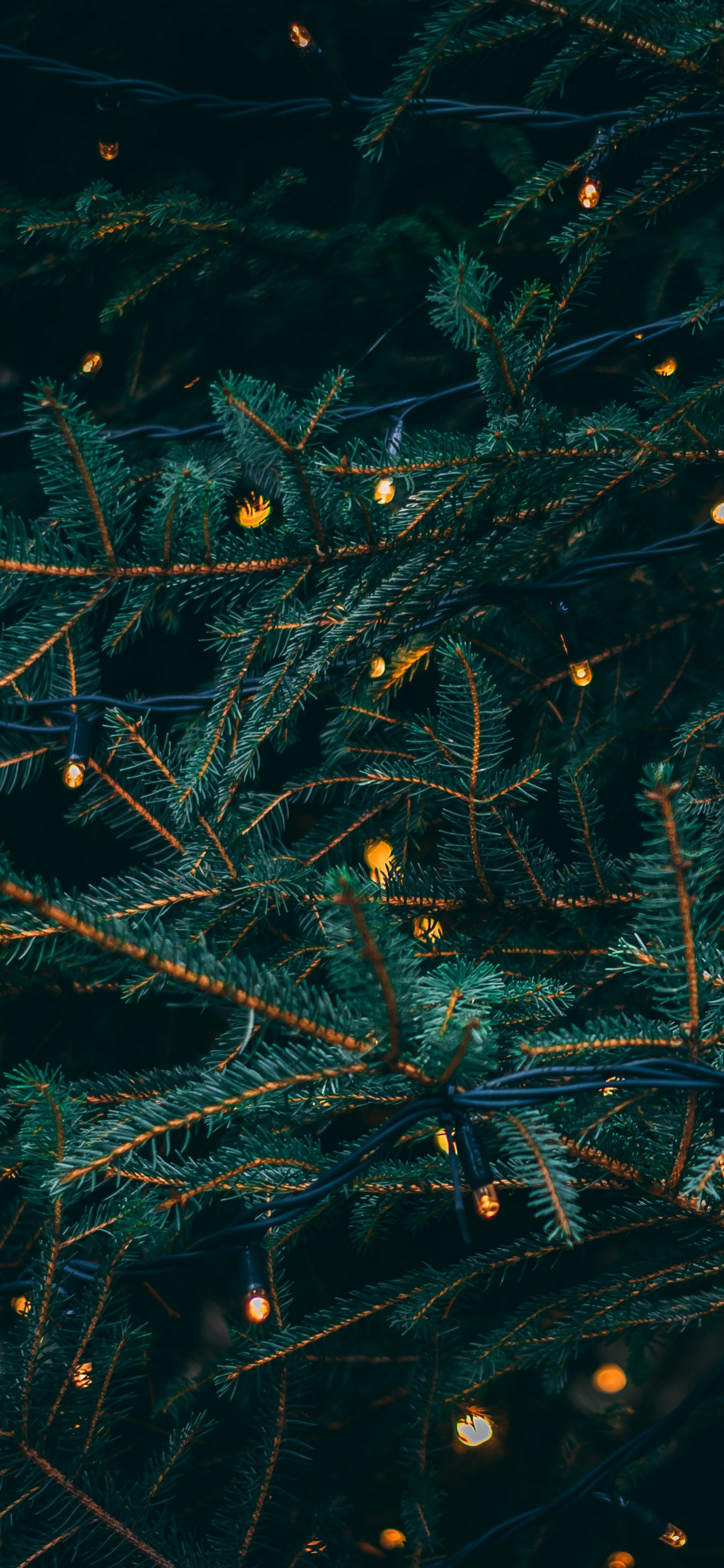 1242x2688  Fir, Christmas Lights, Conifer, Pine Family, Biome Wallpaper for  IPhone XS Max