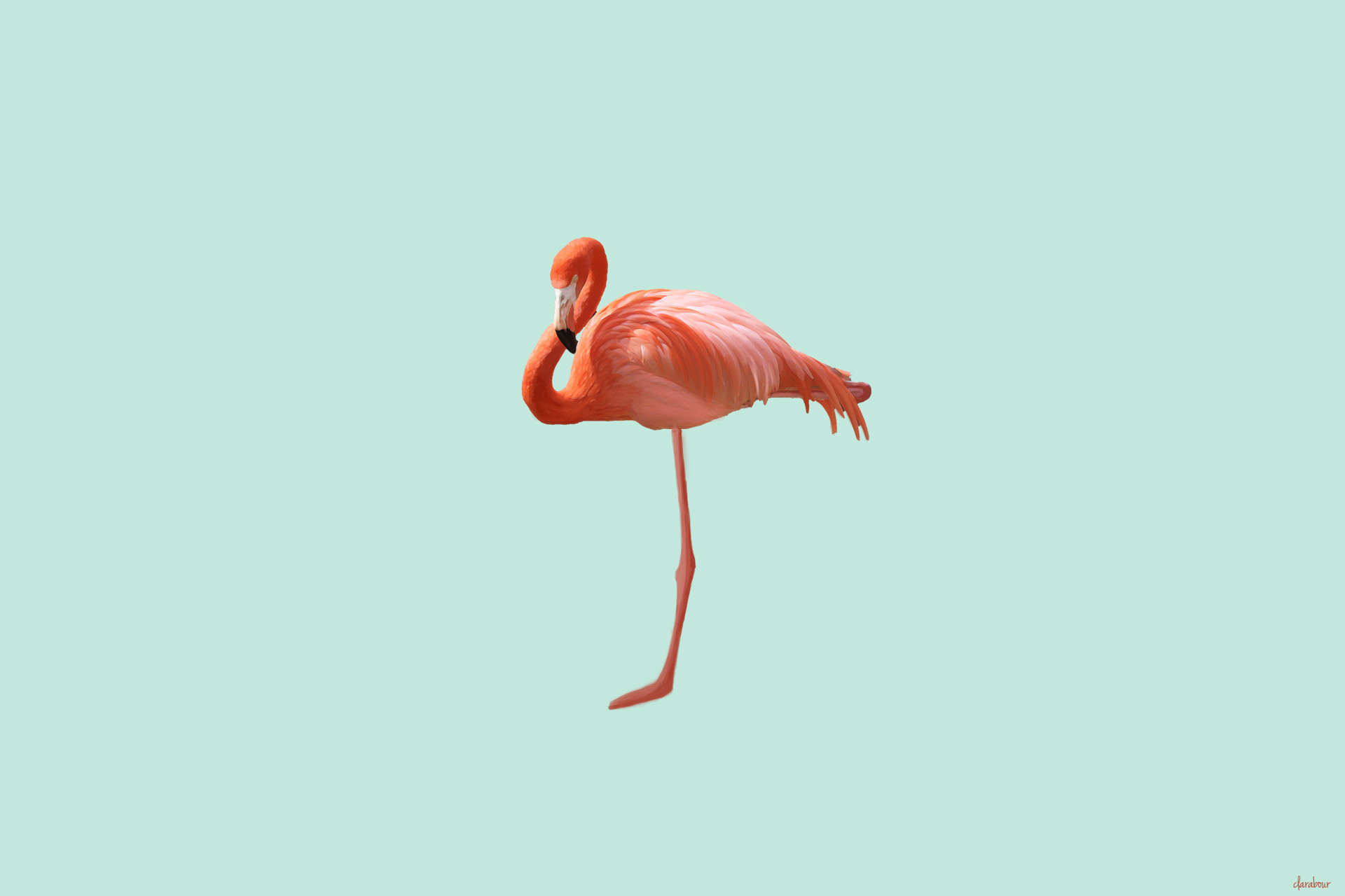 Flamingo HD Backgrounds  PixelsTalkNet