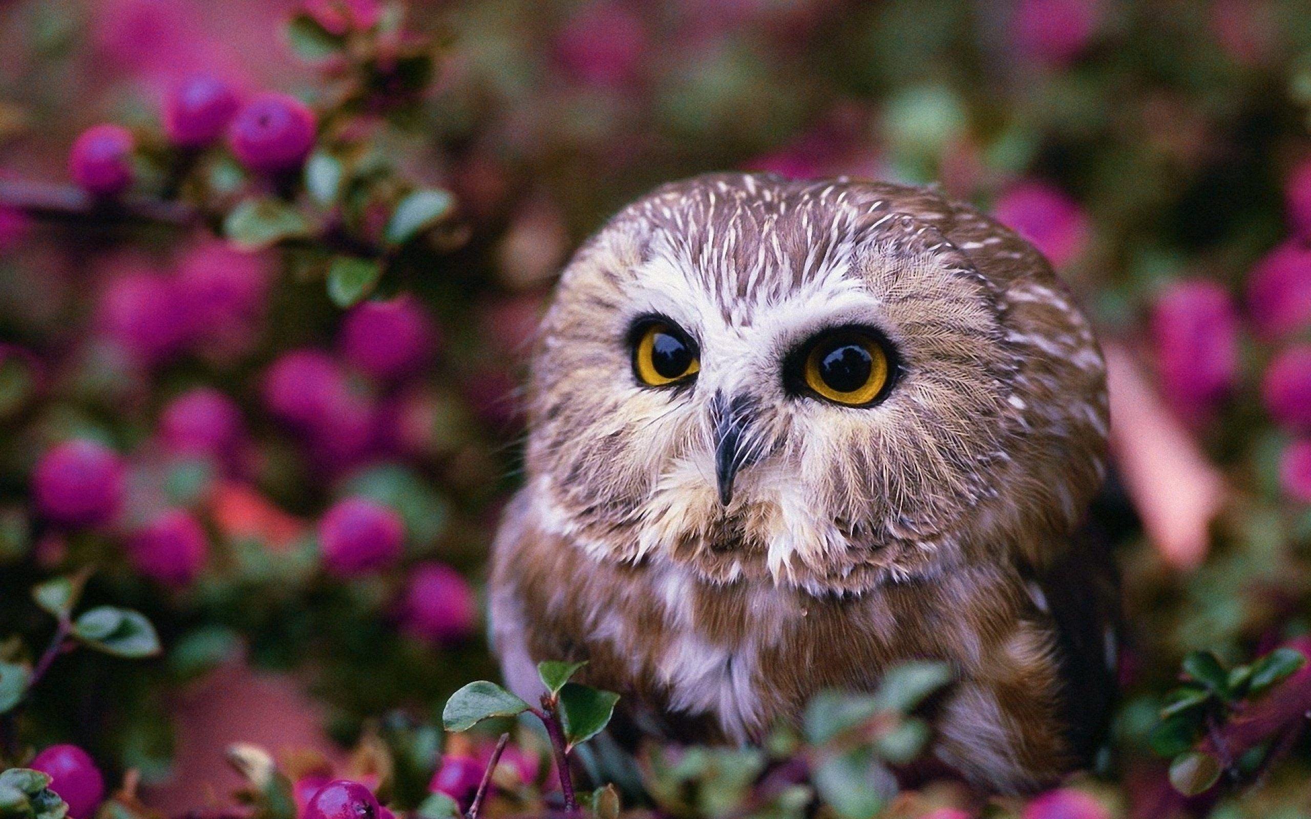 2560x1600 Cute Owl Wallpaper HD Download For Desktop & Mobile