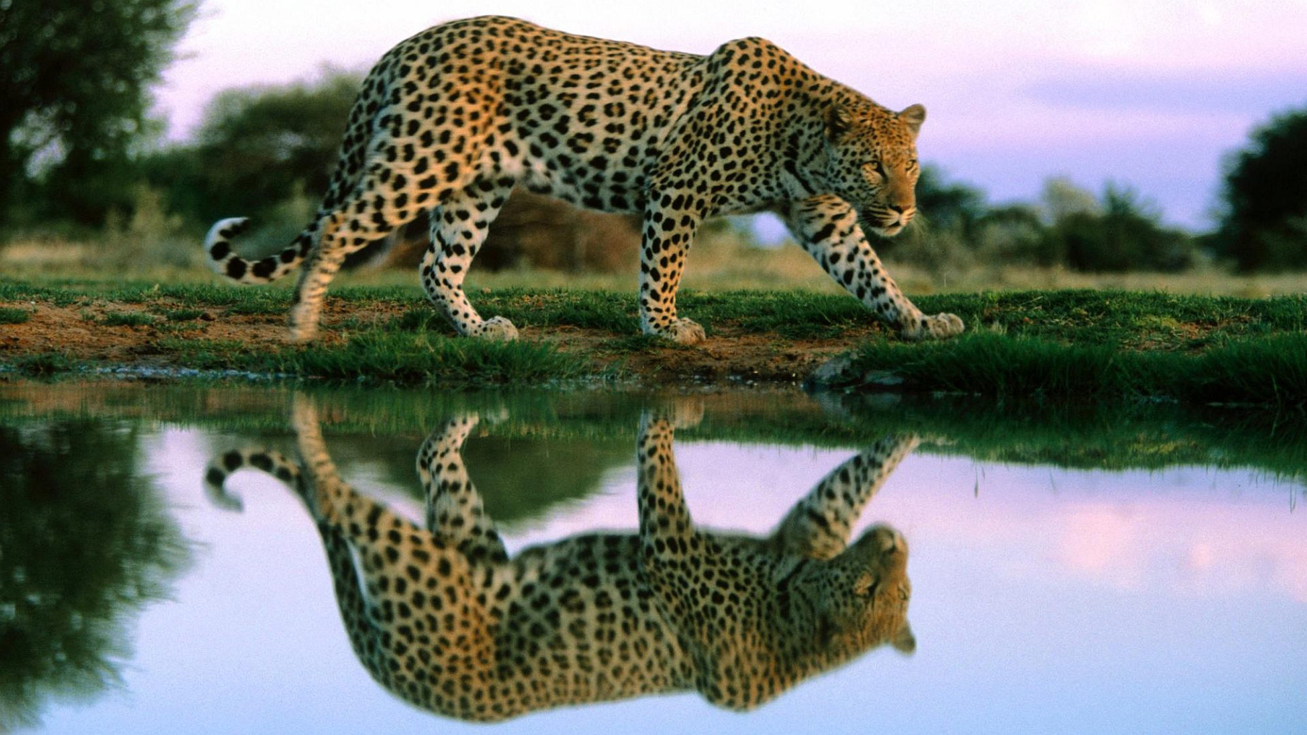 2560x1440 Cheetah Reflection In Water Wildlife Animal Desktop Wallpaper Hd For Mobile  Phones And Laptops