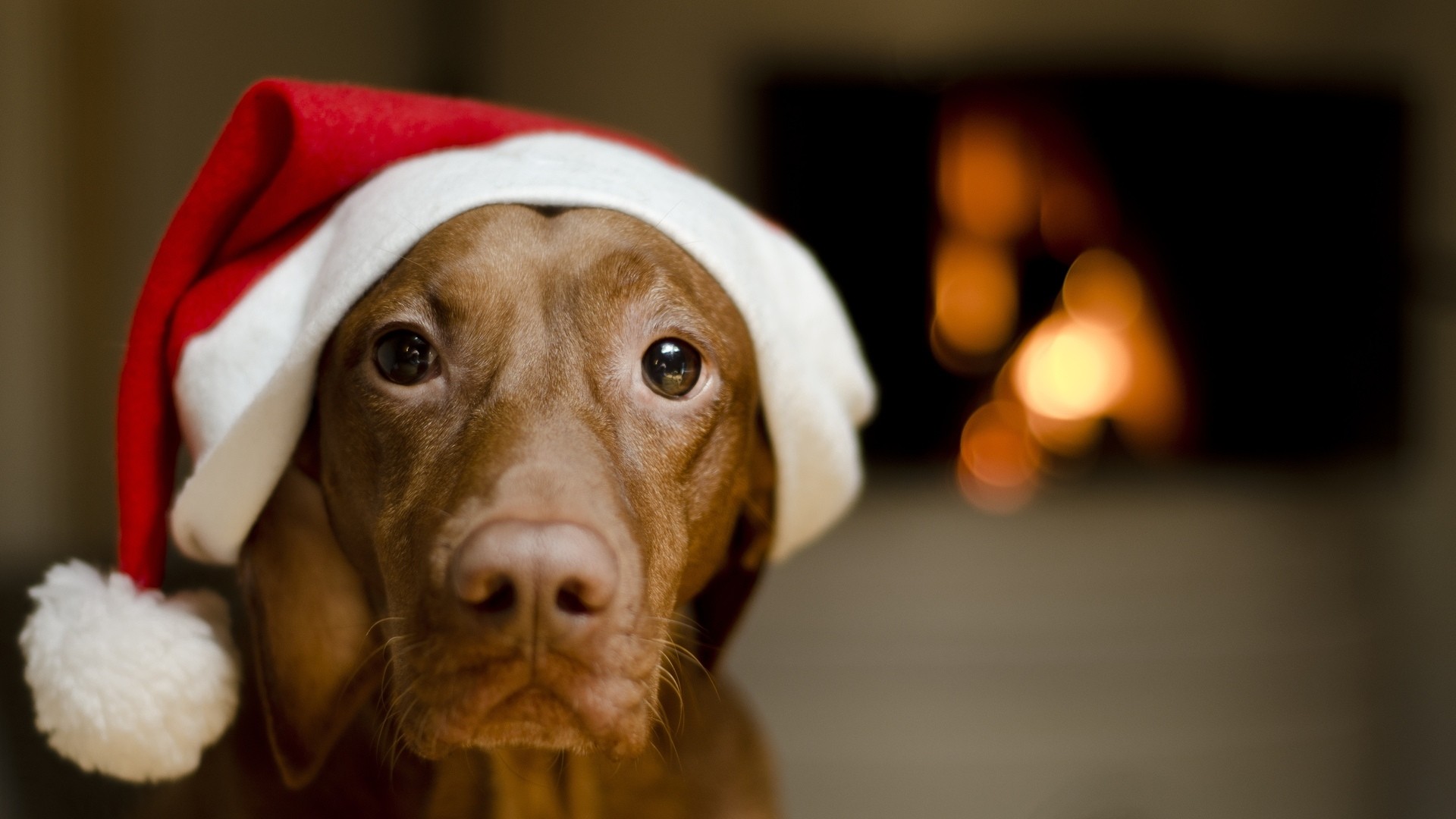 1920x1080 Christmas Wallpapers Dogs