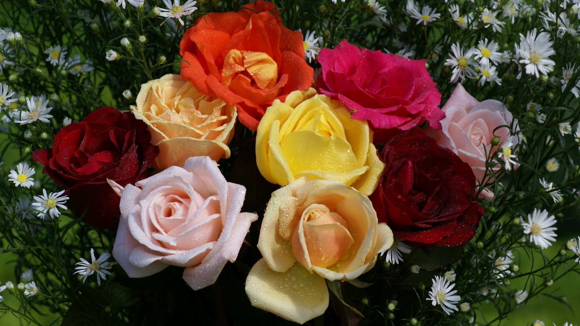 1920x1080 Beautiful roses in mixed colors. Wallpaper