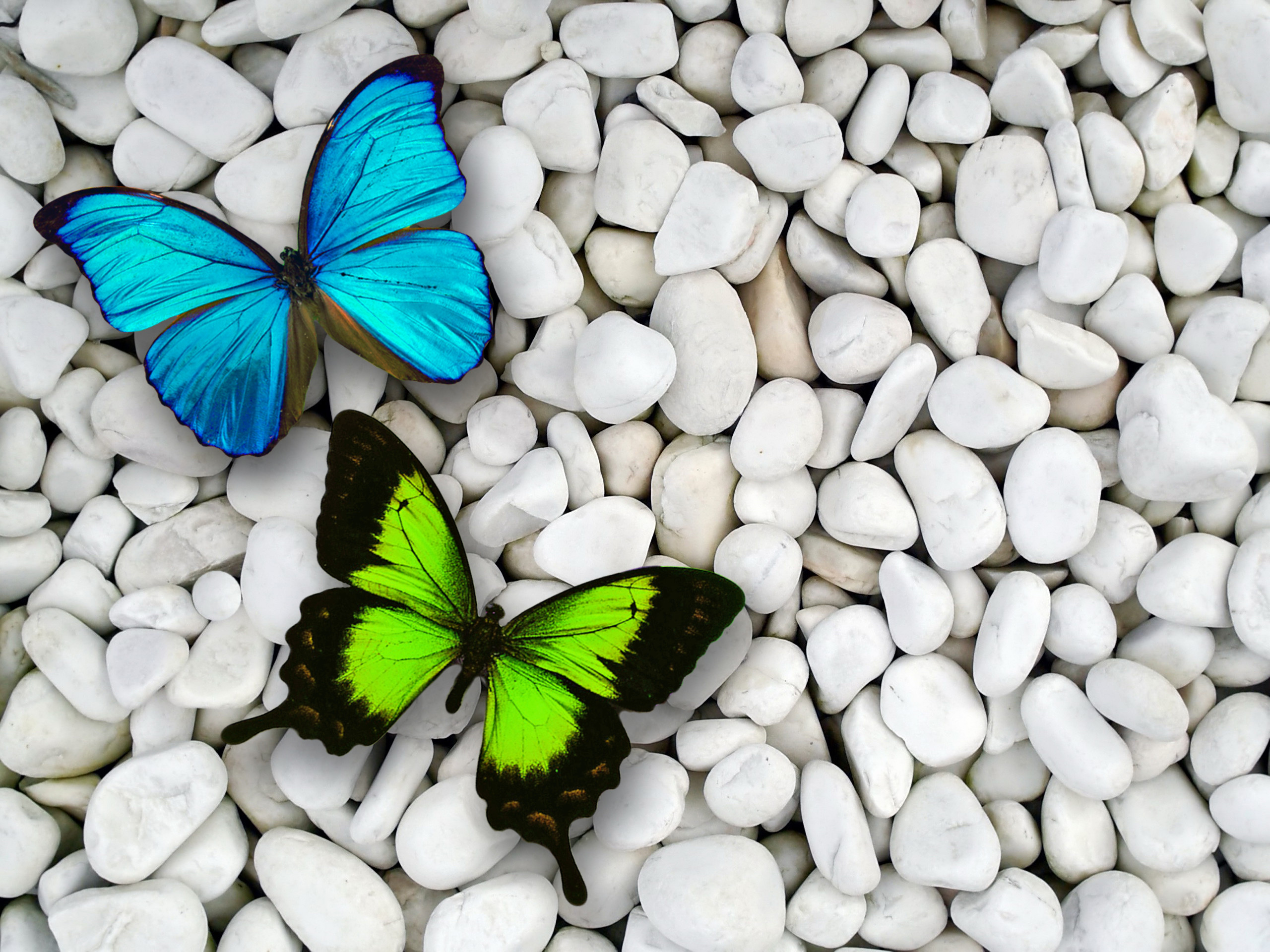 2560x1920 Blue & Green Butterfly wallpapers and stock photos