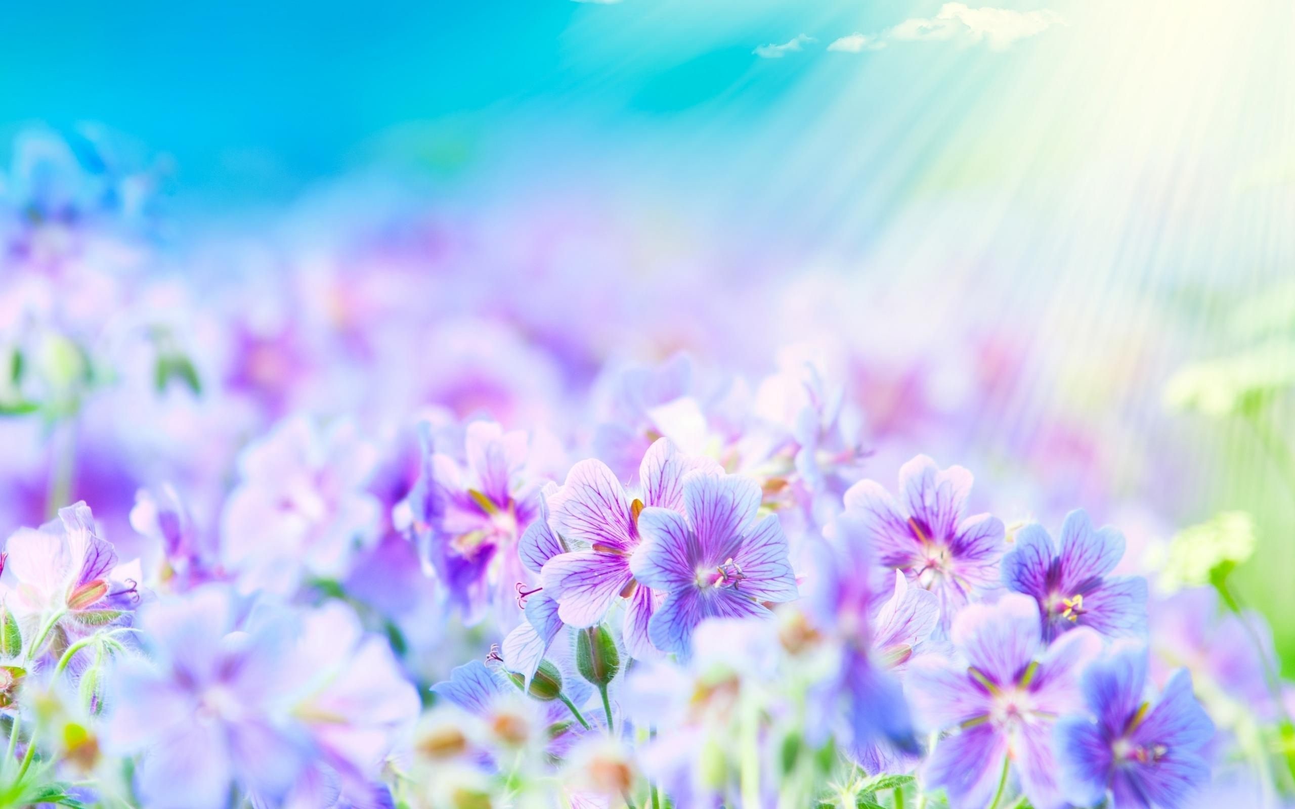 2560x1600 Flower Fields and Sun Rays Wallpaper HD Download