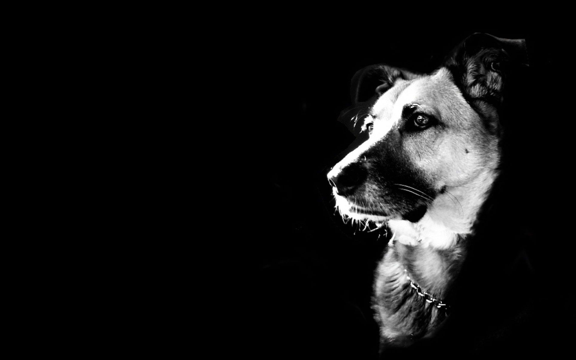 1920x1200 Black And White Dog, White Dogs, Black Dogs, Dog