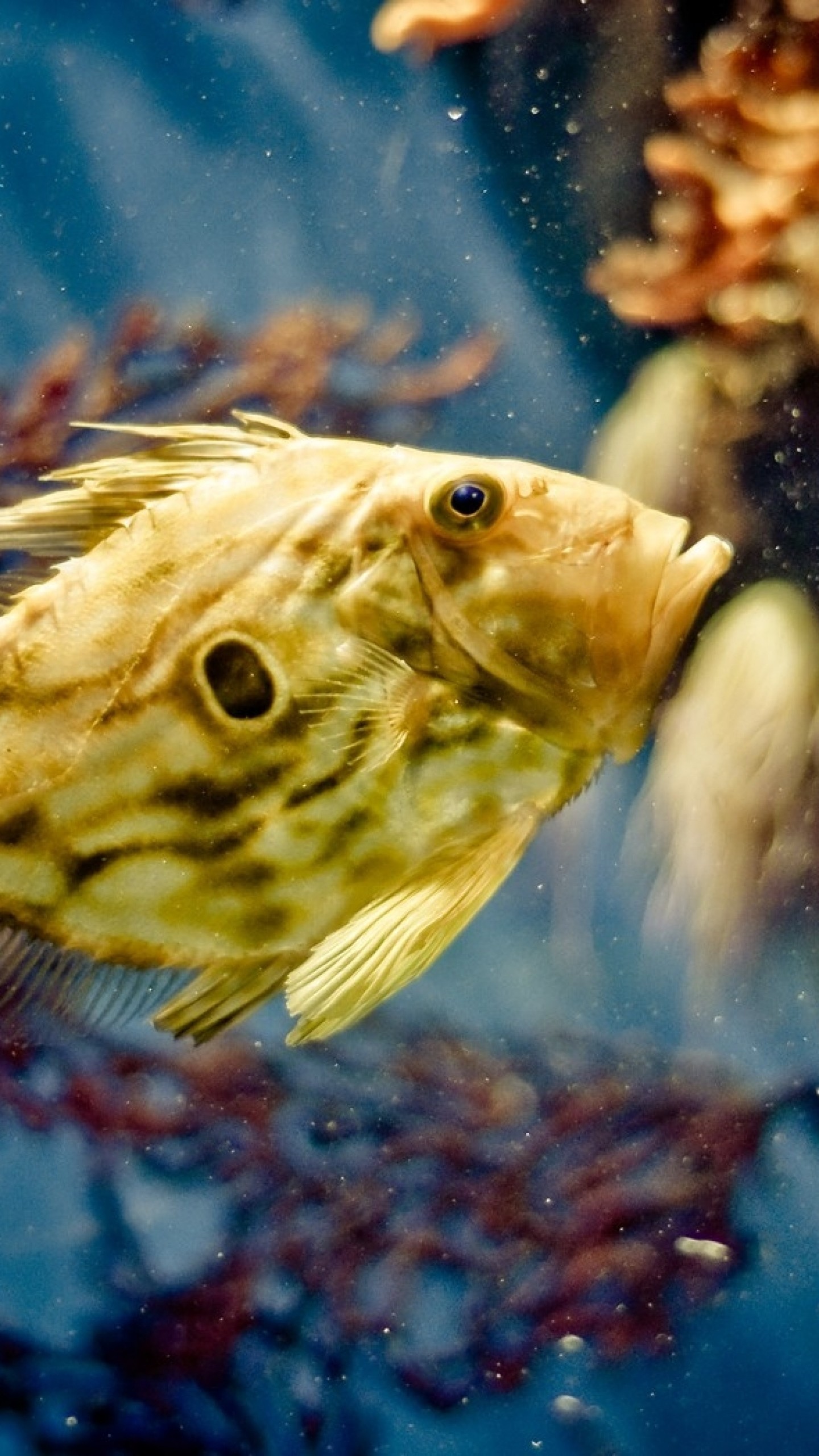 1440x2560  Wallpaper fish, underwater, swimming
