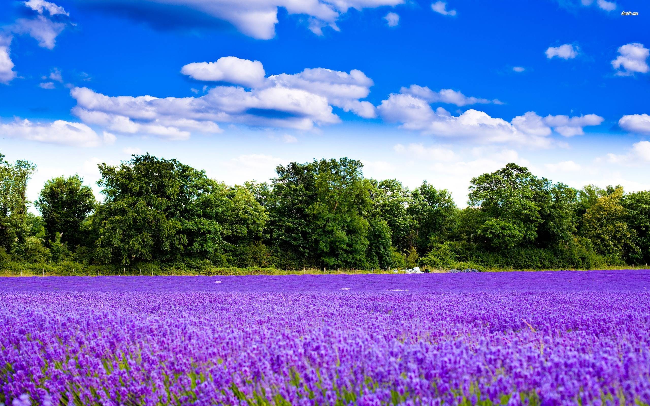 2560x1600 Wallpapers Backgrounds - Purple Lavender Flower Wallpaper Beautiful Nature  Wallpapers
