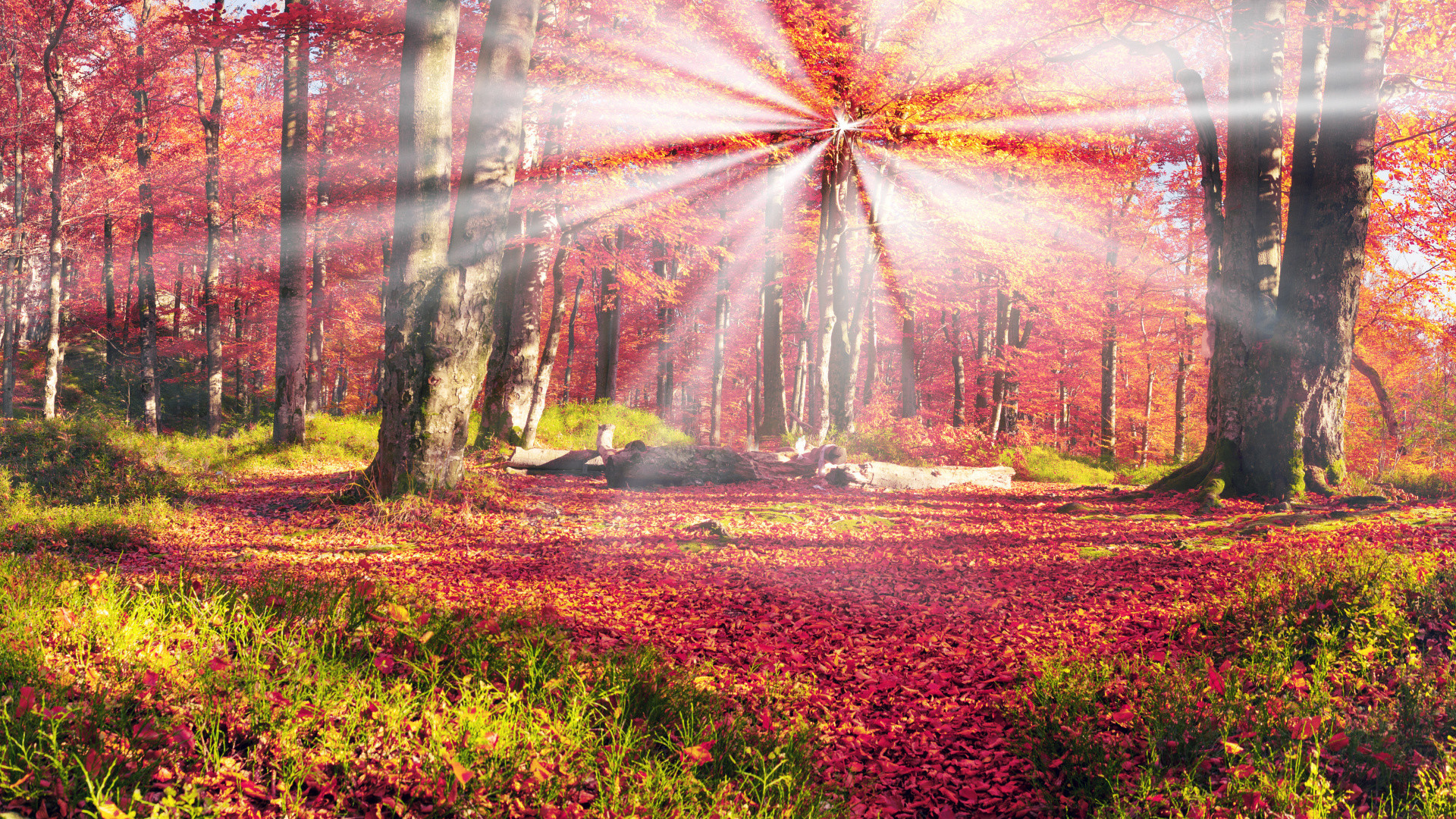 1920x1080 Autumn, Woodland, Sunlight, Ukraine, Forest Full HD, HDTV, 1080p 16:9  Wallpaper in 