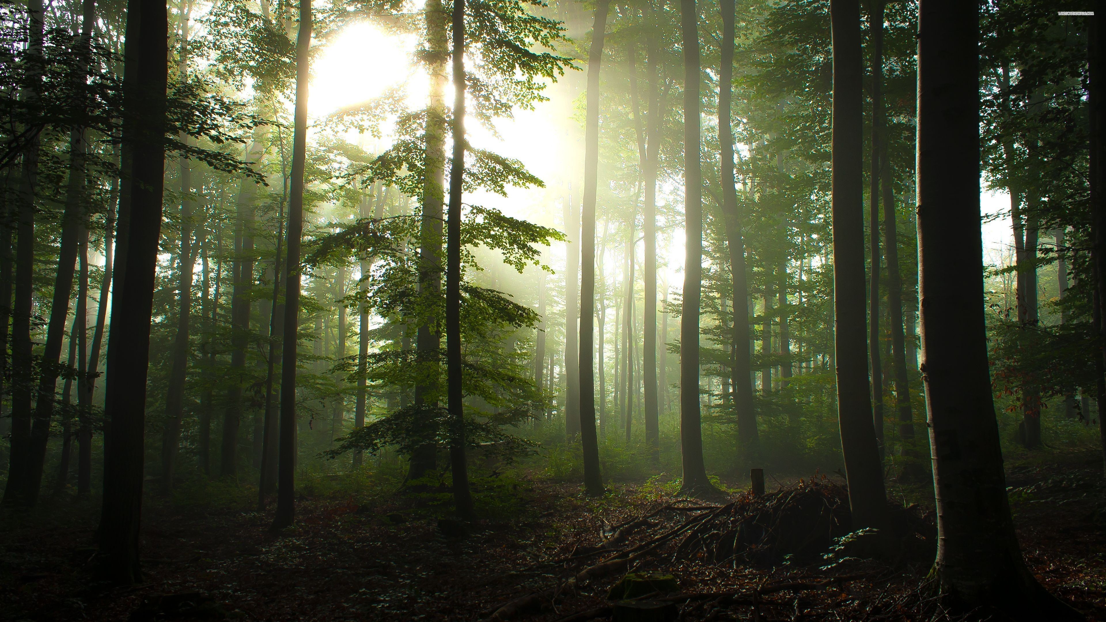 3840x2160 ... Conifer forest Mist Rainy Day Wallpapers Beautiful Jungle forest