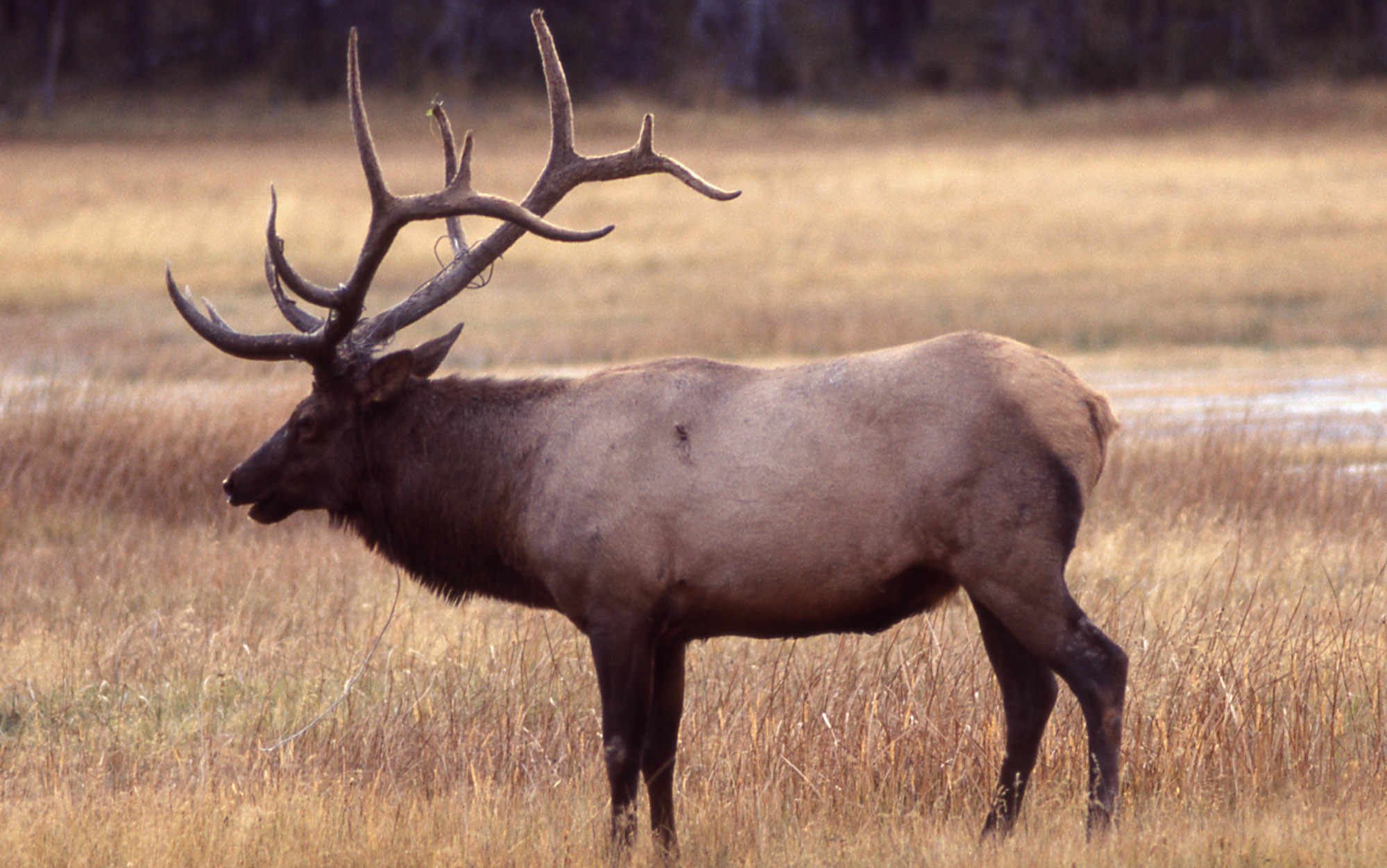1999x1251 Elk