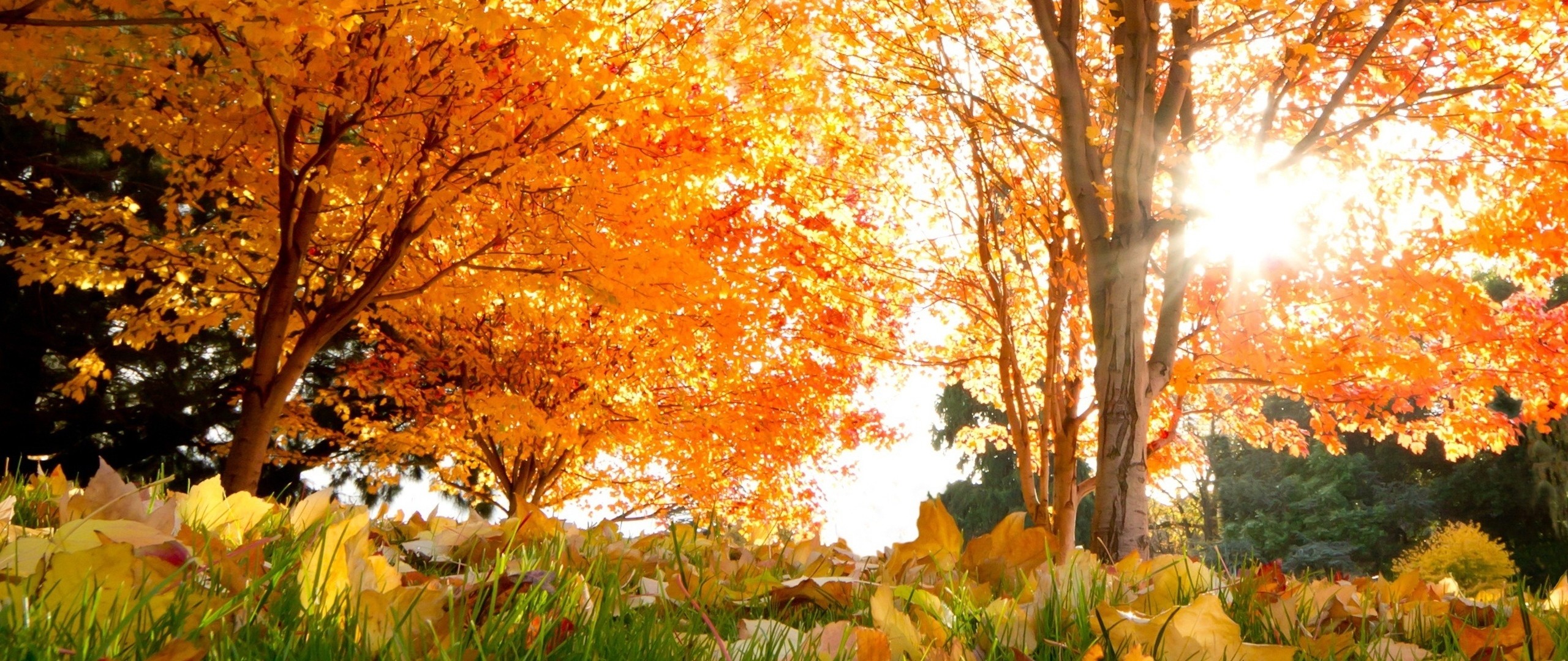 2560x1080  Wallpaper fall, trees, leaves