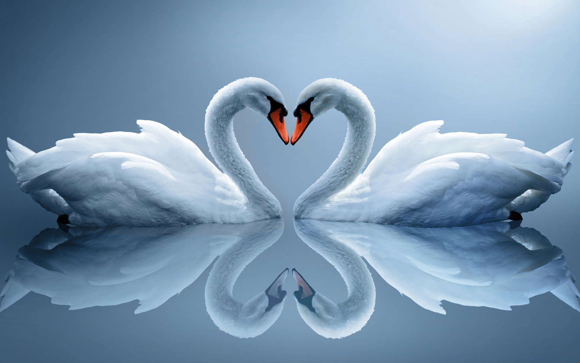 1920x1200 Swan Love Desktop Wallpaper