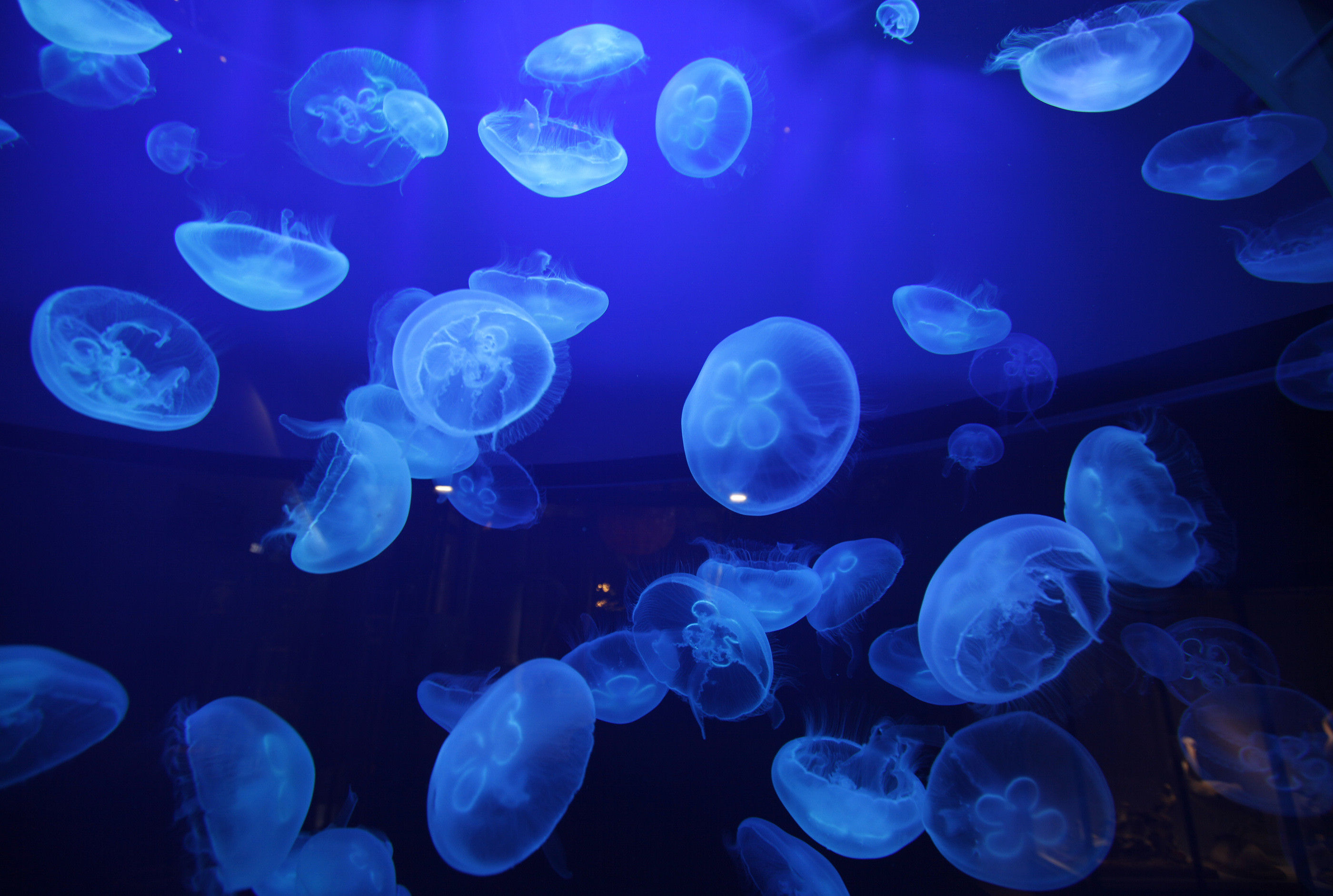 2800x1883 Jellyfish underwater ocean sea bokeh jelly (22) wallpaper |  |  224963 | WallpaperUP