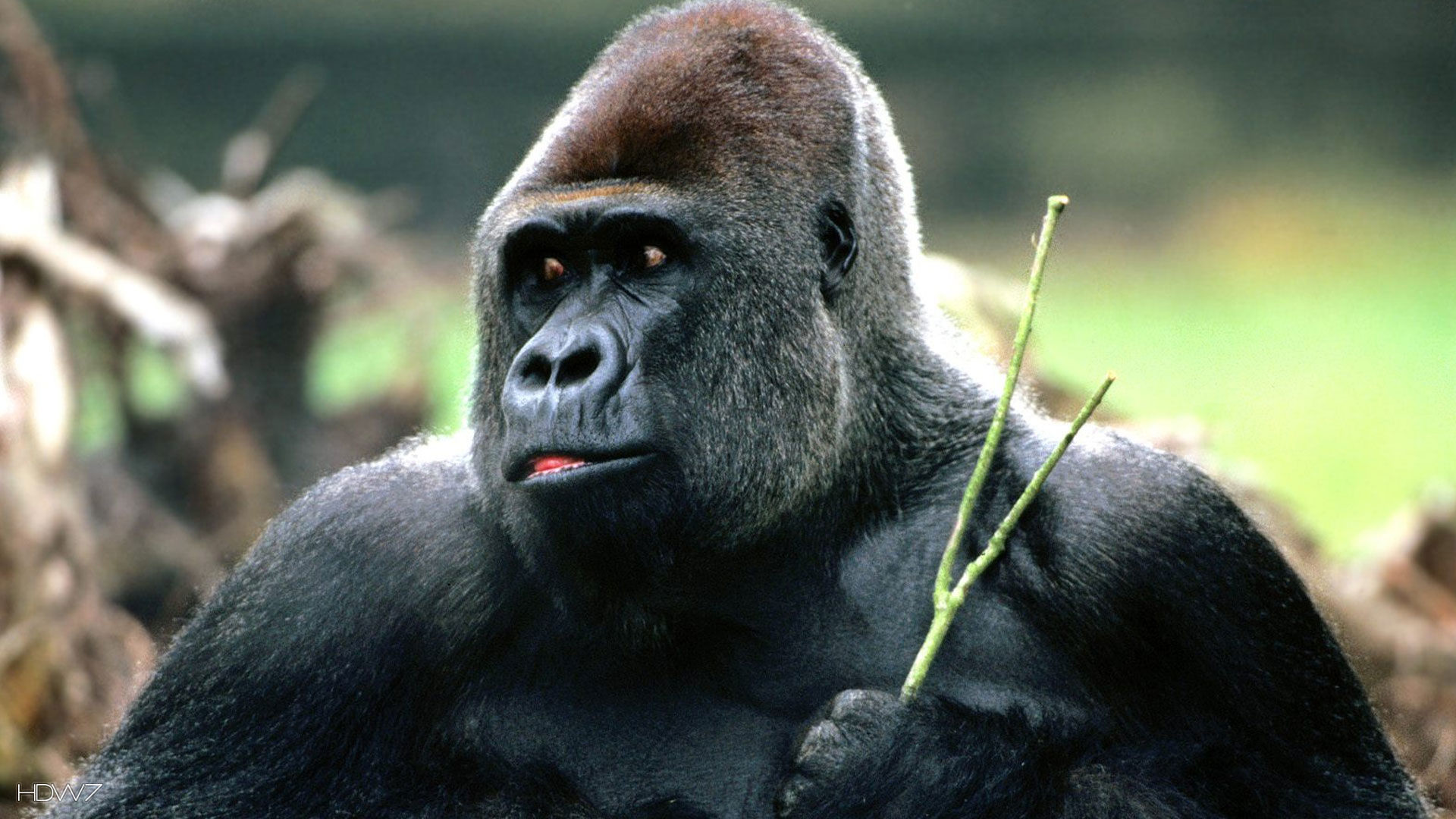 x1440p gorilla images