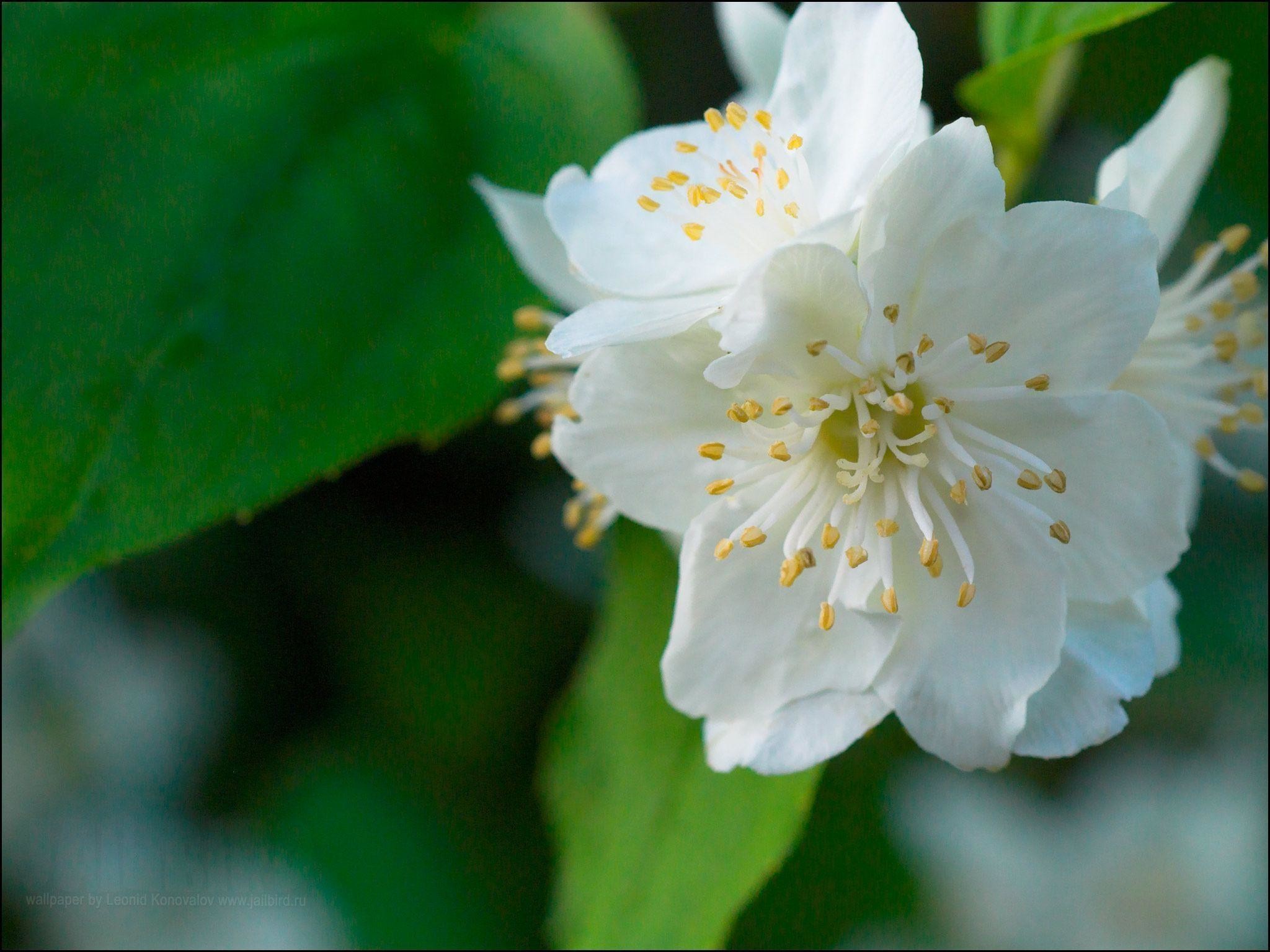 Жасмин Восточный цветок
