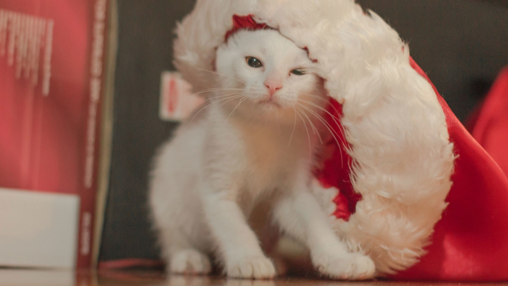 1920x1080 hd pics photos awesome christmas cat hd quality desktop background wallpaper