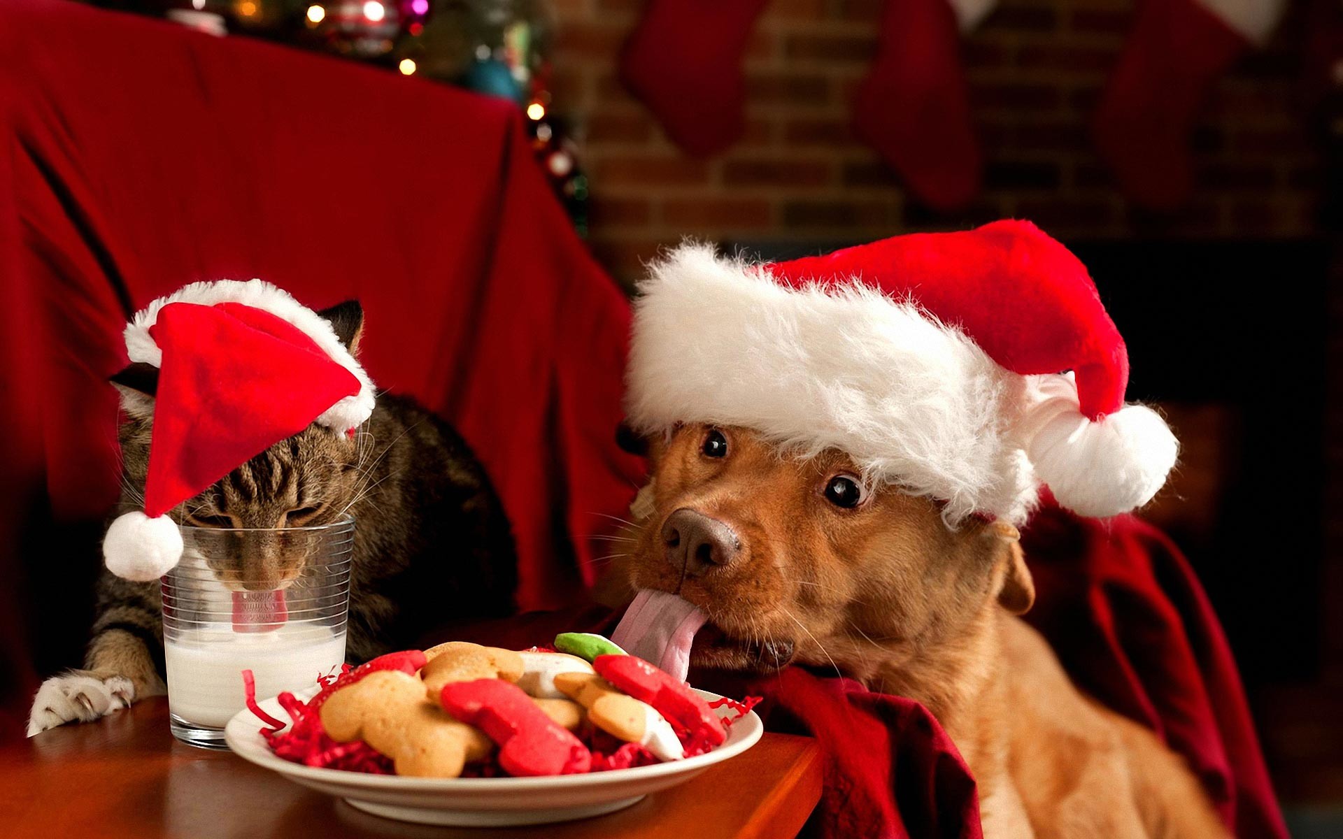 1920x1200 Wallpapers For > Cute Merry Christmas Wallpaper Cats