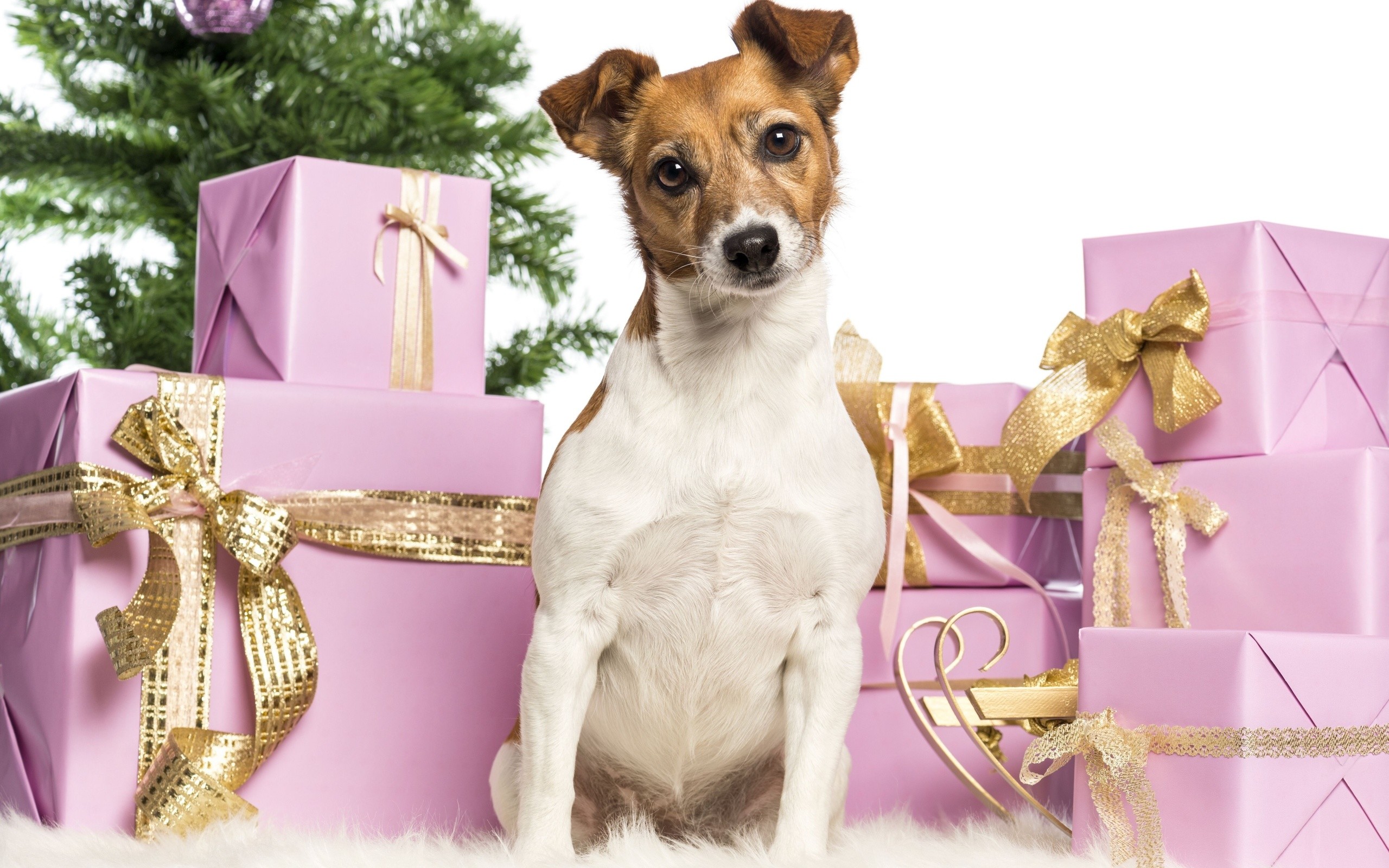 2560x1600 Christmas new year holiday dog re wallpaper |  | 174902 |  WallpaperUP
