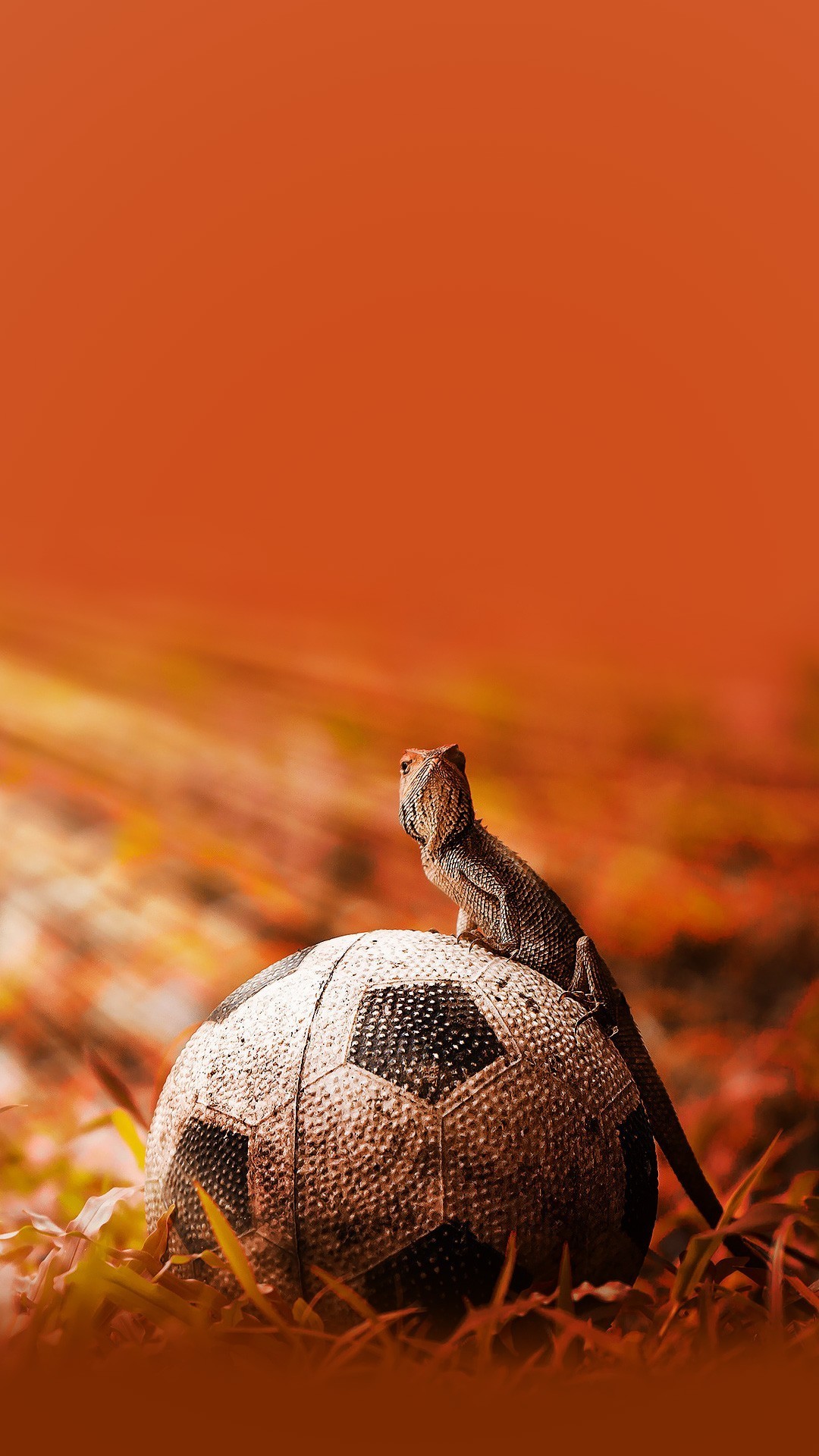 1080x1920 Iguana on a soccer ball Wallpaper
