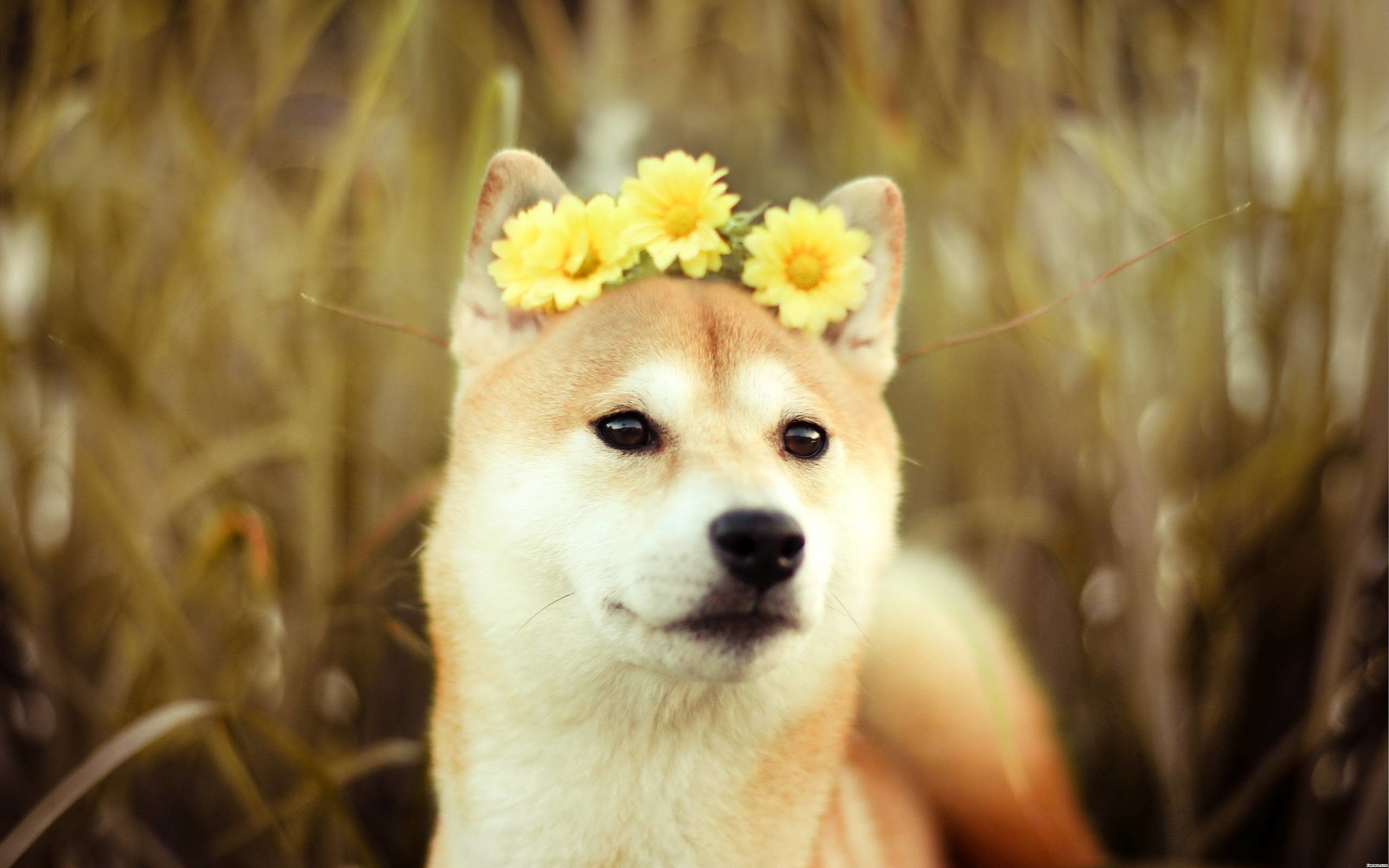 2560x1600 Free Doge Wallpapers Wide Â« Long Wallpapers