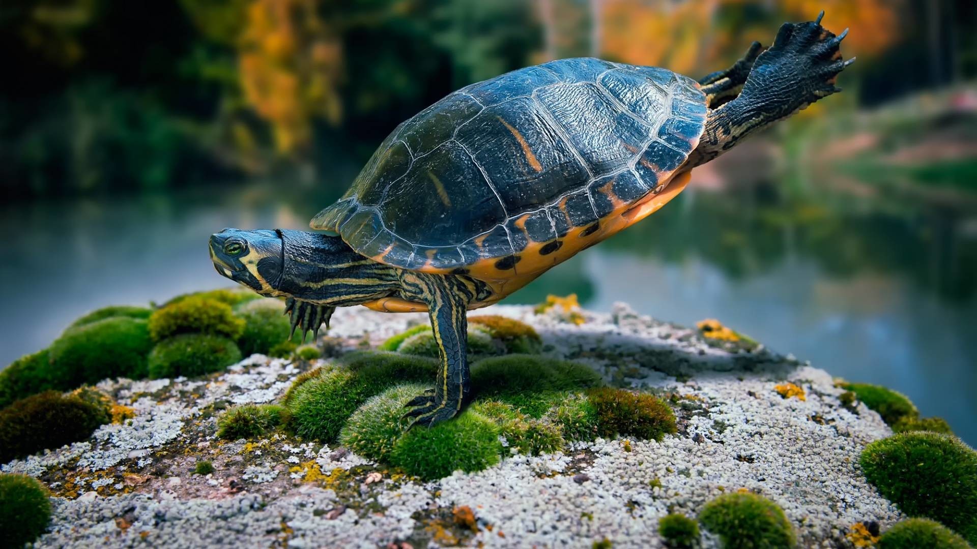 1920x1080 ... turtle wallpapers hd download ...