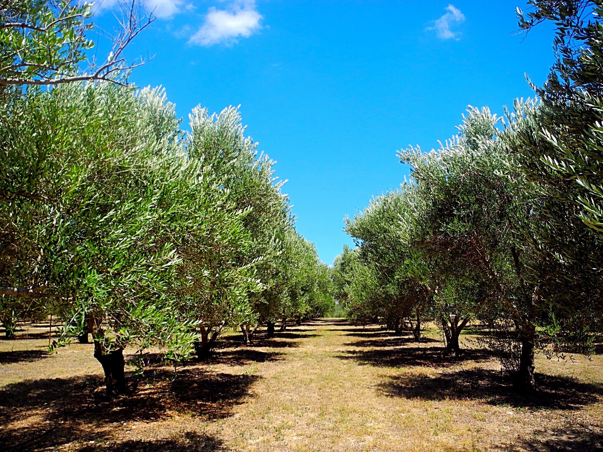2048x1536 Olive orchard at Bella Vista Ranch in the Texas Hill Country town, Wimberley