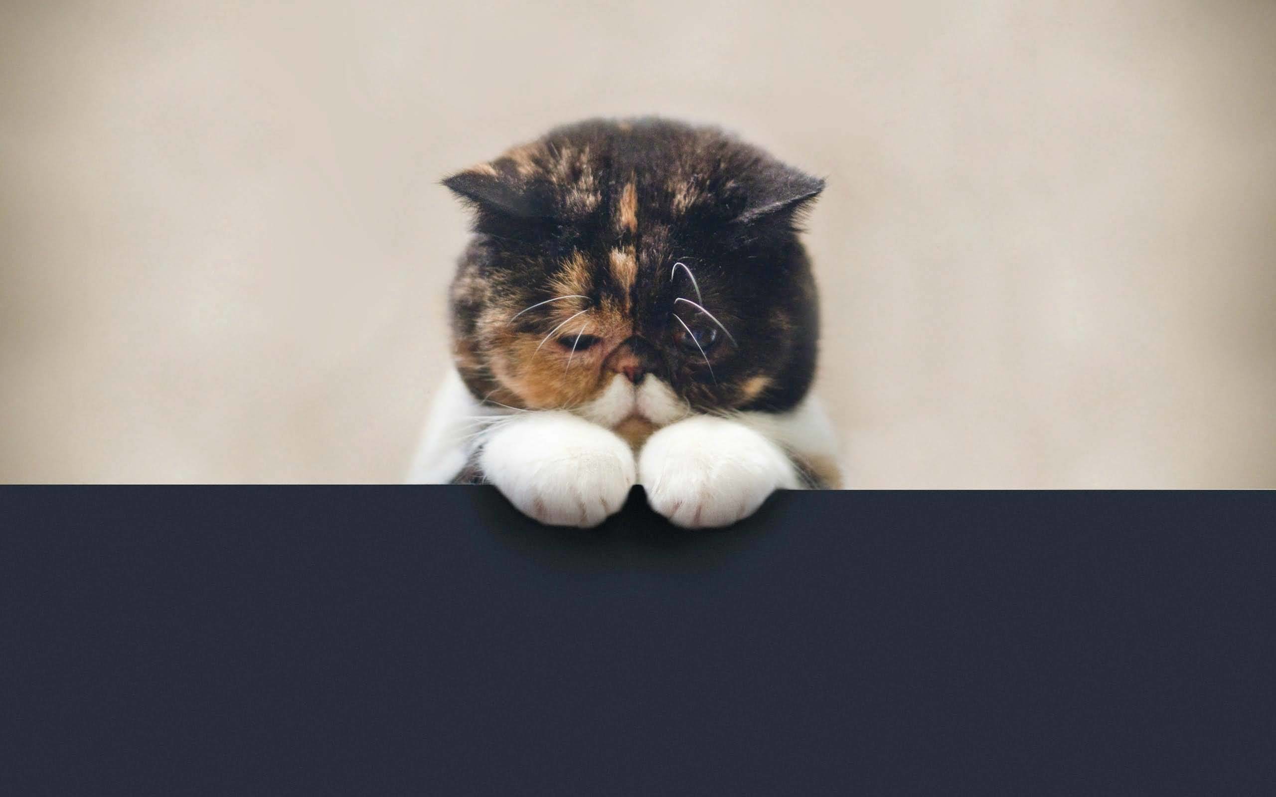 2560x1600 Cute Little Sad Cat Full Hd Wallpaper
