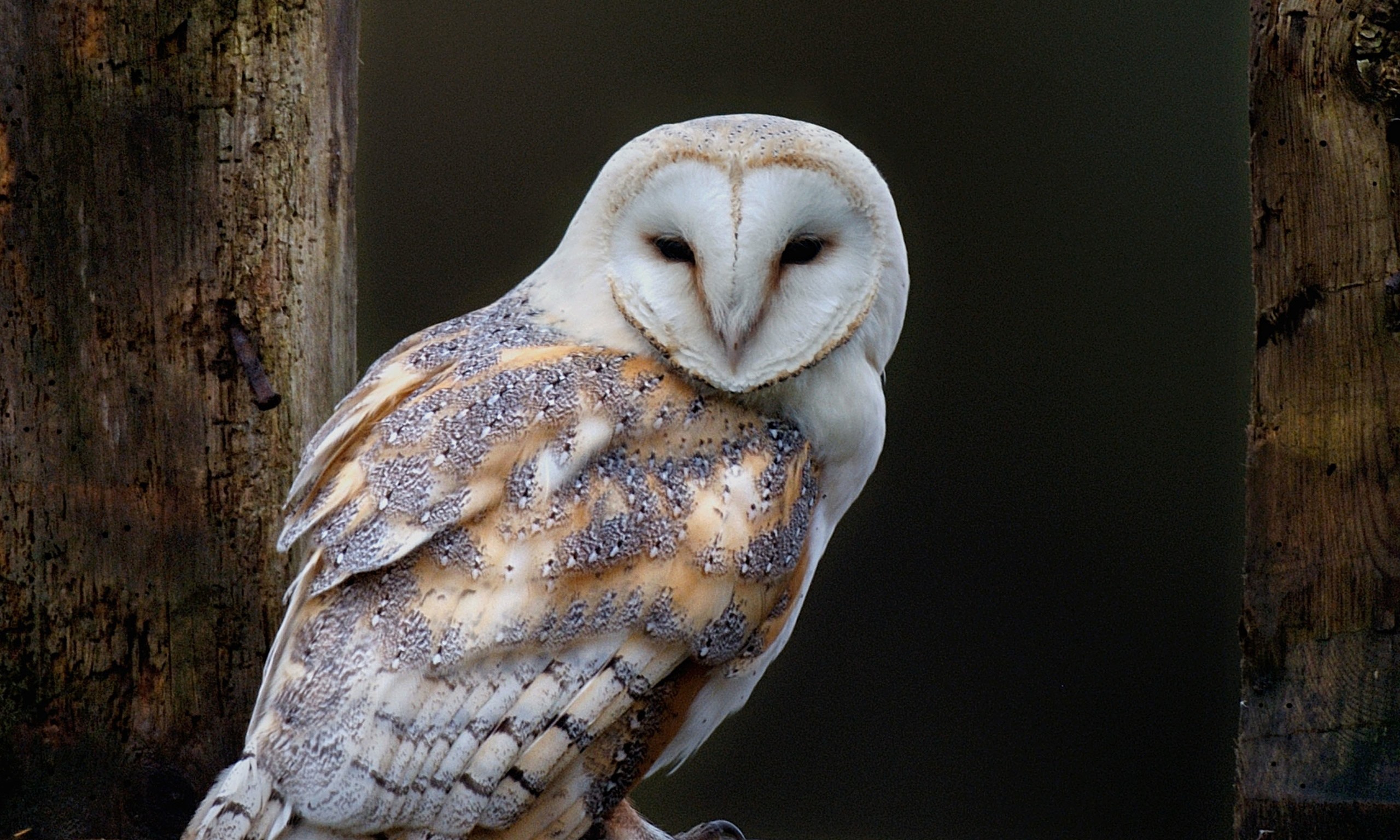 2560x1536 on rat poisons urged to protect barn owls | Environment | The Guardian .
