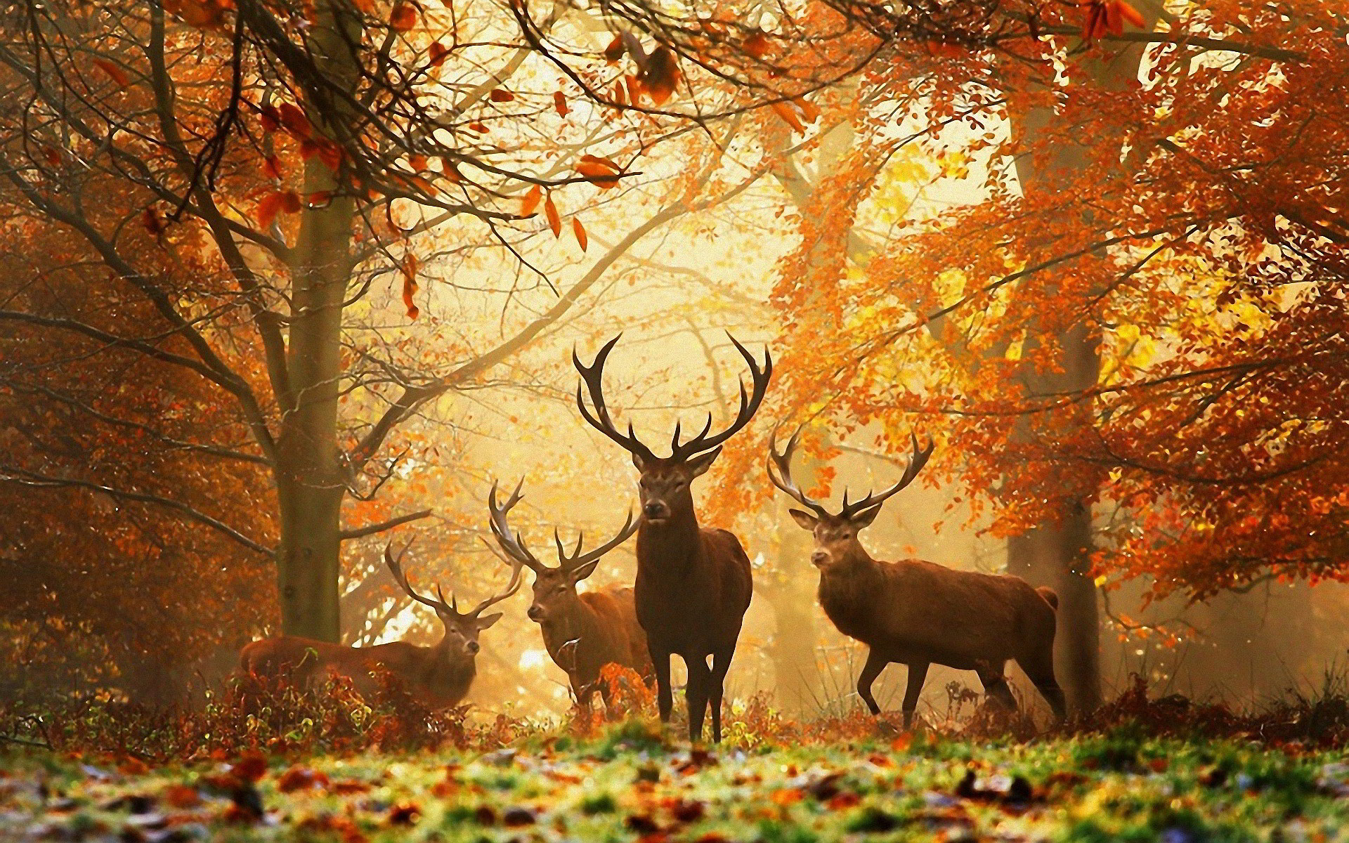 1920x1200 Deers Autumn. . Deer Wallpaper
