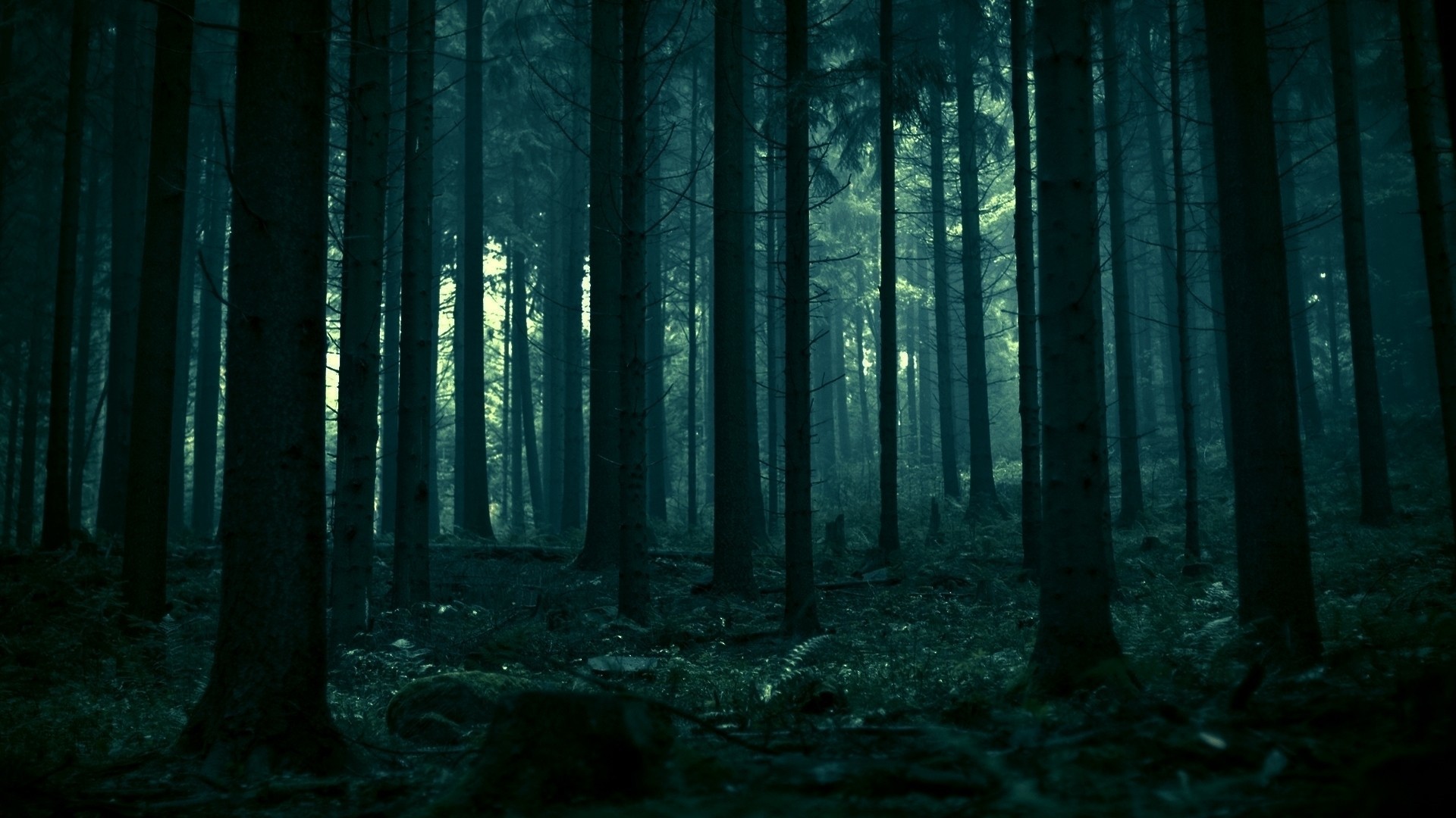 1920x1080  Dark Forest Background