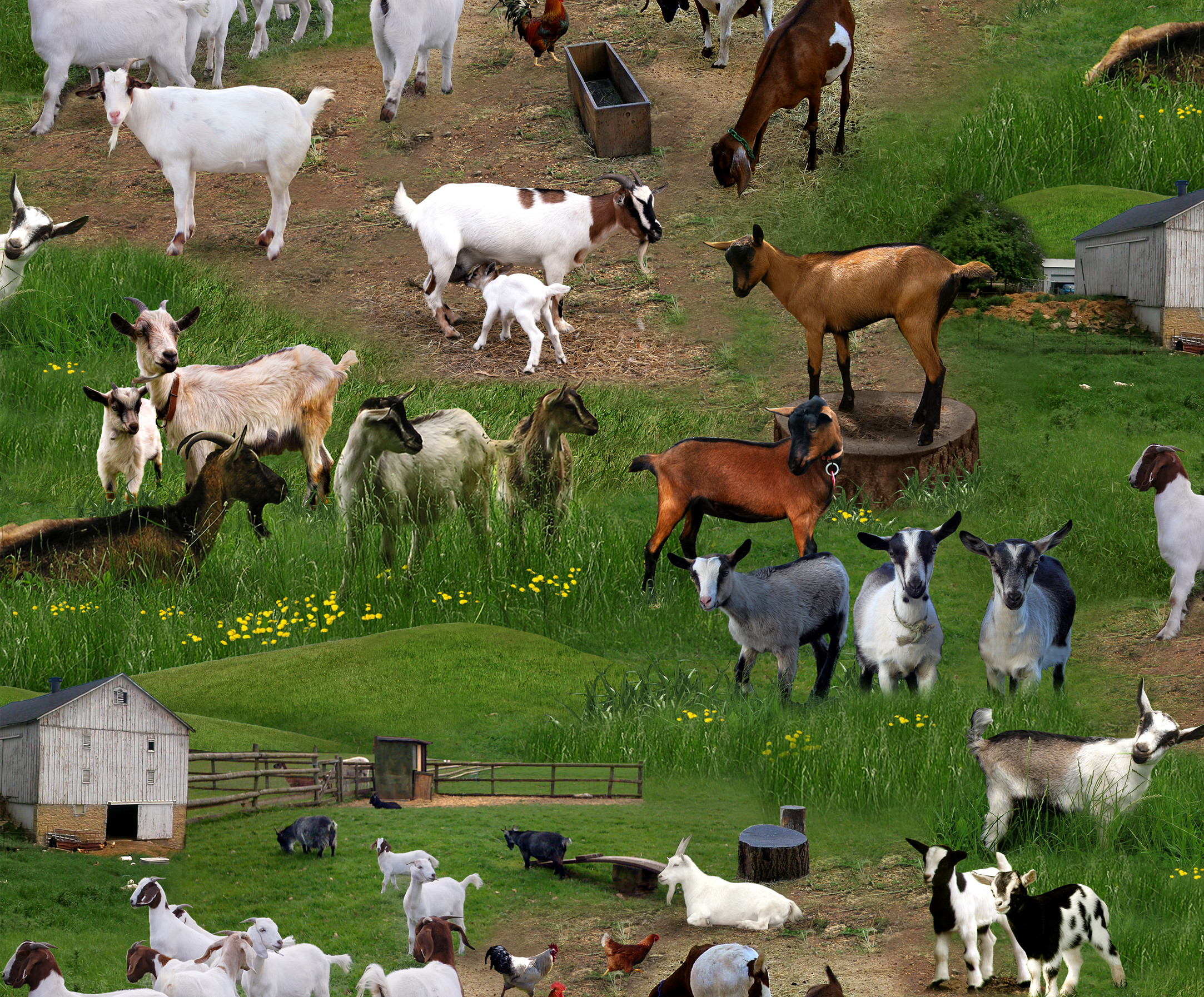 2166x1794 Farm Animals Goats Elizabeth S Studio Goats In Farmyard With Green