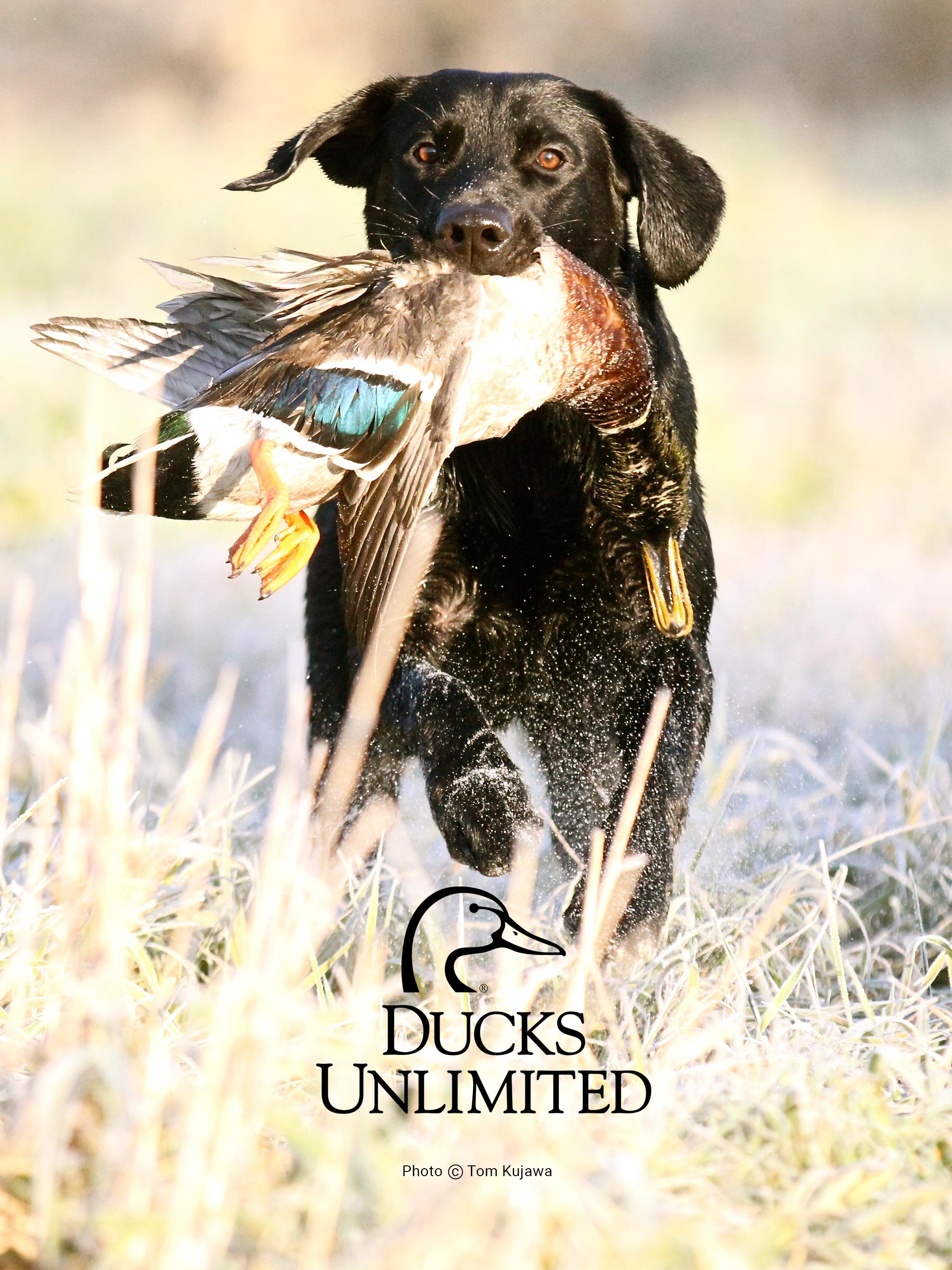 Hunting Dog Wallpaper (56+ images)