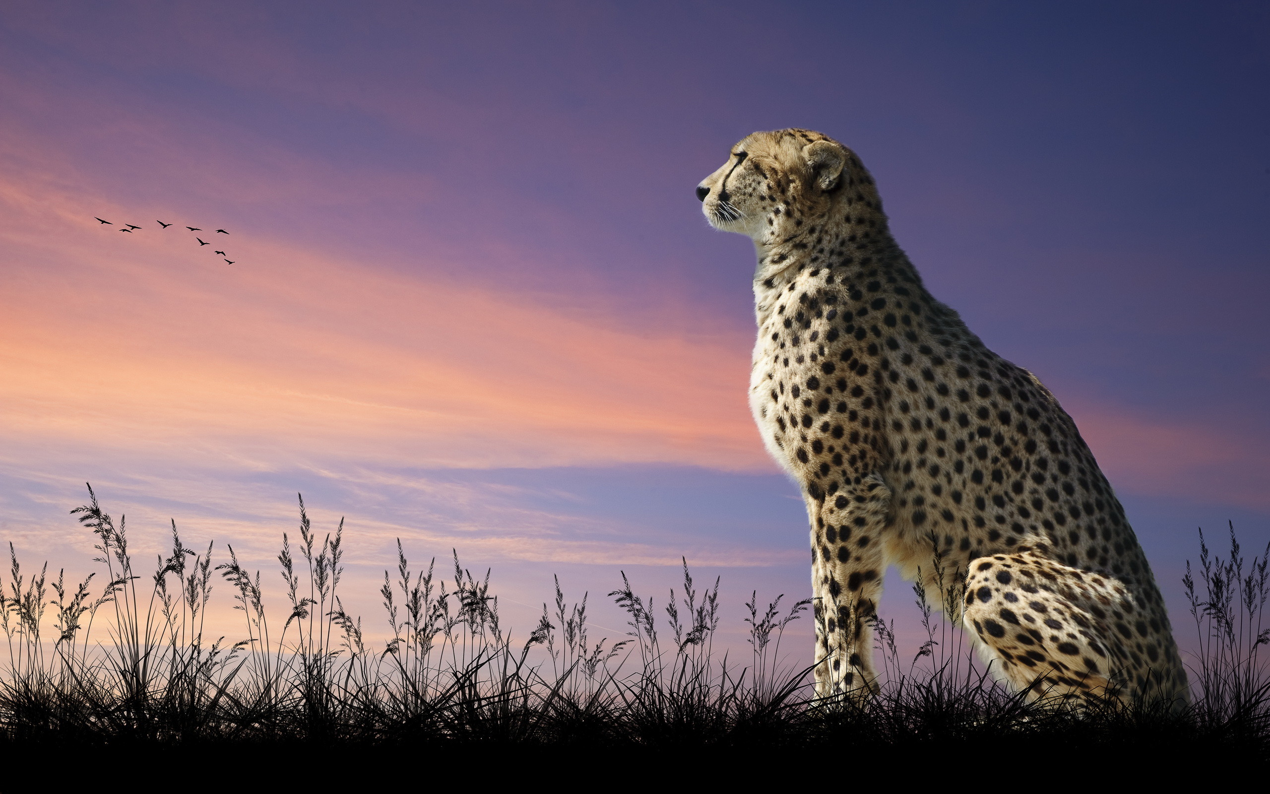 2560x1600 Animal - Cheetah Wallpaper